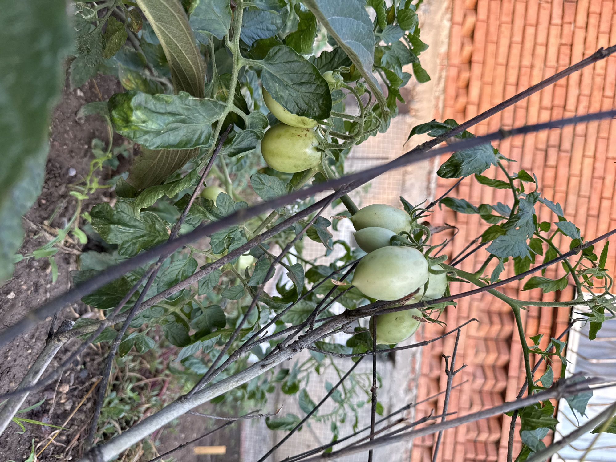 In Krtsanisi, Georgia, a close-up, eye-level shot captures a cluster of unripe green tomatoes growing on a vine. The tomatoes, varying slightly in size and shape, hang from thin branches amidst lush green leaves. The background features a textured red brick wall, partially obscured by the plant, and hints of a fence and possibly a window. The ground beneath the plant is covered with soil and sparse vegetation. The lighting suggests it is daytime, with soft shadows indicating natural light.
