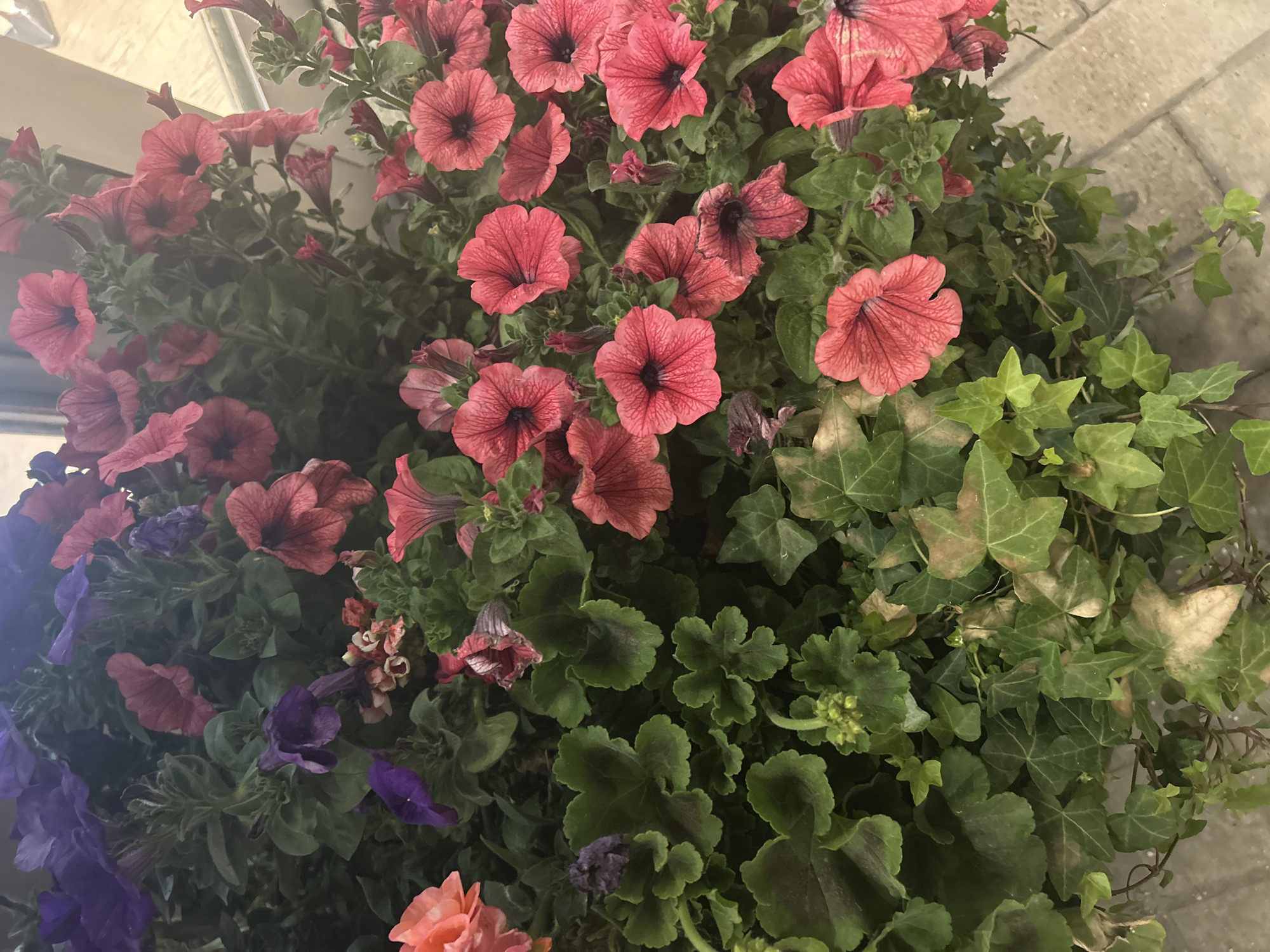 A close-up, high-angle shot captures a lush arrangement of flowers and foliage, likely in an urban setting due to the presence of paving stones in the upper right corner. The dominant flora are petunias in shades of red and pink, featuring dark centers and veined petals. Interspersed among the petunias are various green leaves, including ivy and geranium, adding texture and depth to the composition. A few purple and orange flowers are also visible, contributing to the diverse color palette. The arrangement appears healthy and well-maintained, suggesting a deliberate planting in the city of Unknown, Unknown.