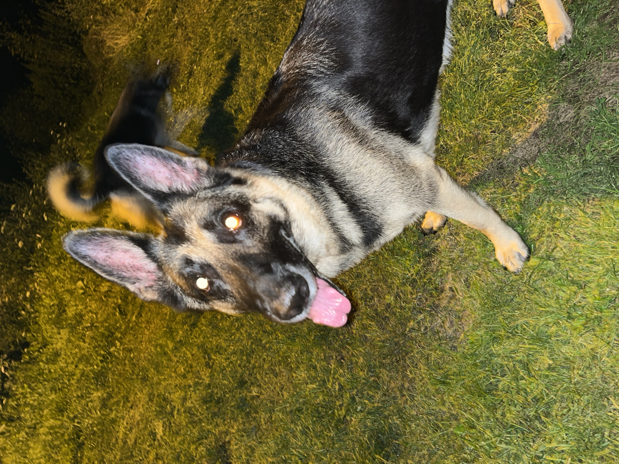 The image shows two dogs on a grassy area at night. The foreground is dominated by a German Shepherd with its tongue hanging out, looking towards the camera. Its eyes are reflecting light, appearing bright orange. Behind it, another dog, partially obscured and blurred by motion, is visible in the background. The lighting suggests artificial light is illuminating the scene, casting shadows on the grass. The environment appears to be an outdoor, possibly a park or yard, with dense grass. There are no discernible buildings or landmarks that would allow for the specific identification of Nizhny Tagil, Russia.