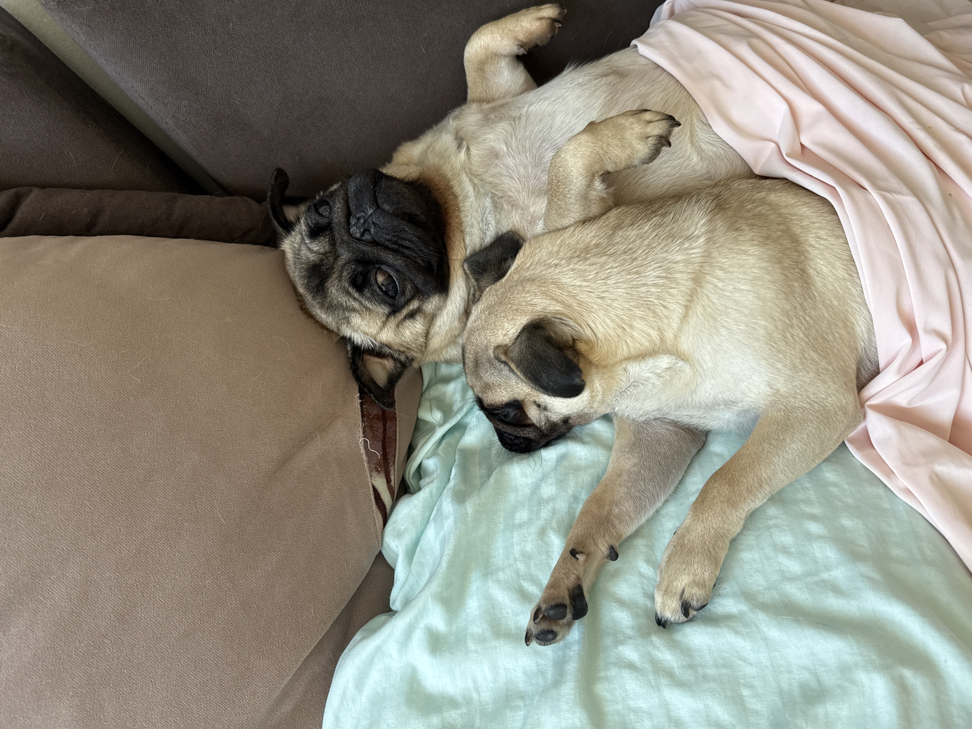 Two pugs are sleeping on a couch. The pug in the foreground is on its back with its head turned to the left, and is partially covered by a pink blanket. The second pug is lying on top of the first pug on its right side, with its head resting on the first pug's chest. Both pugs are fawn-colored with black masks. The couch has a tan-colored cushion and a dark brown cushion. A light blue sheet is visible beneath the pugs.