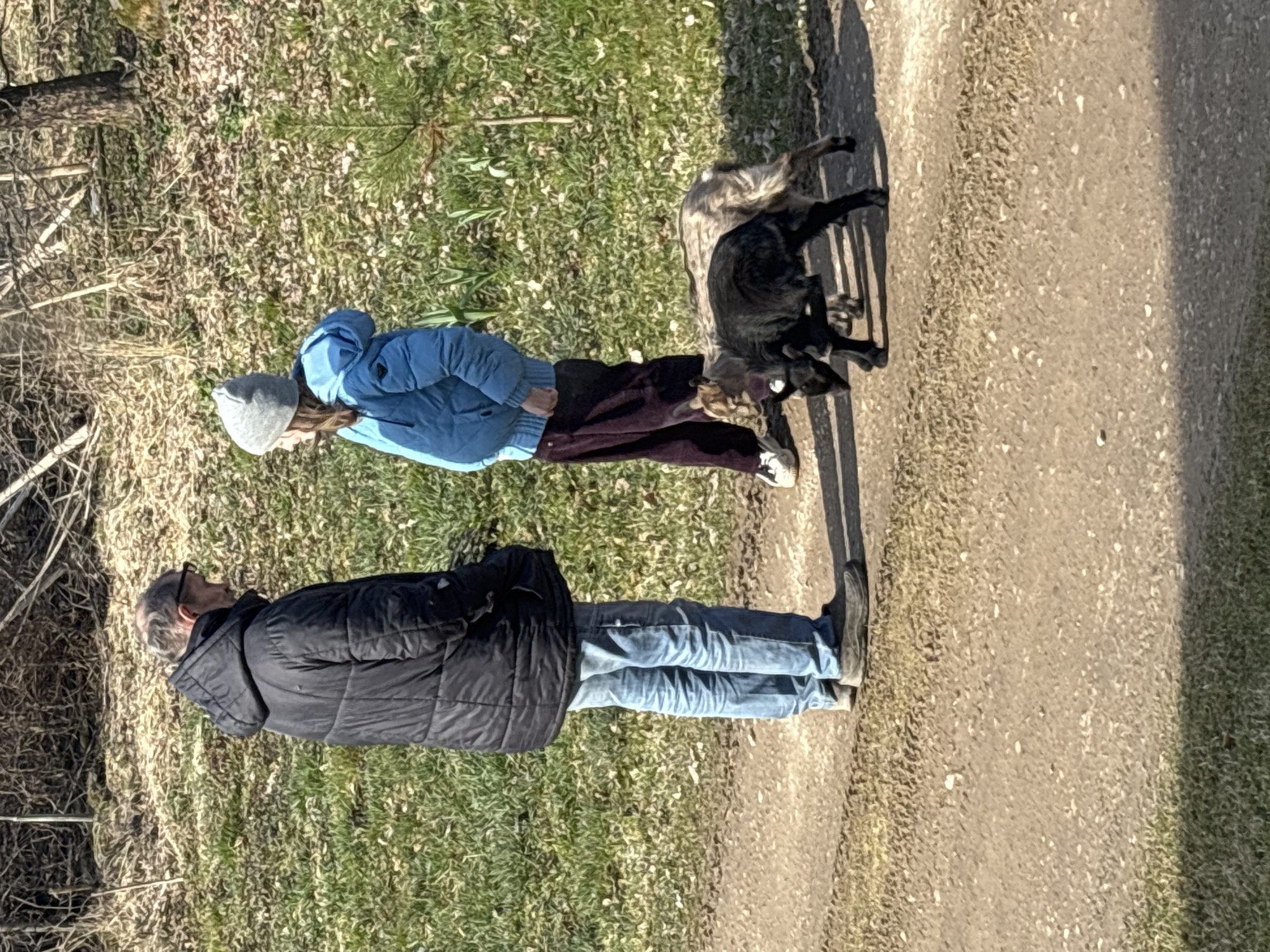 The image depicts a man, a young woman, and two goats on a dirt path bordered by grassy areas. The man is wearing a black puffer jacket and jeans. The young woman is wearing a blue jacket, a grey hat, and dark pants. Two goats, one black and one multicolored, are present. The location is Koshelevichi, Russia.