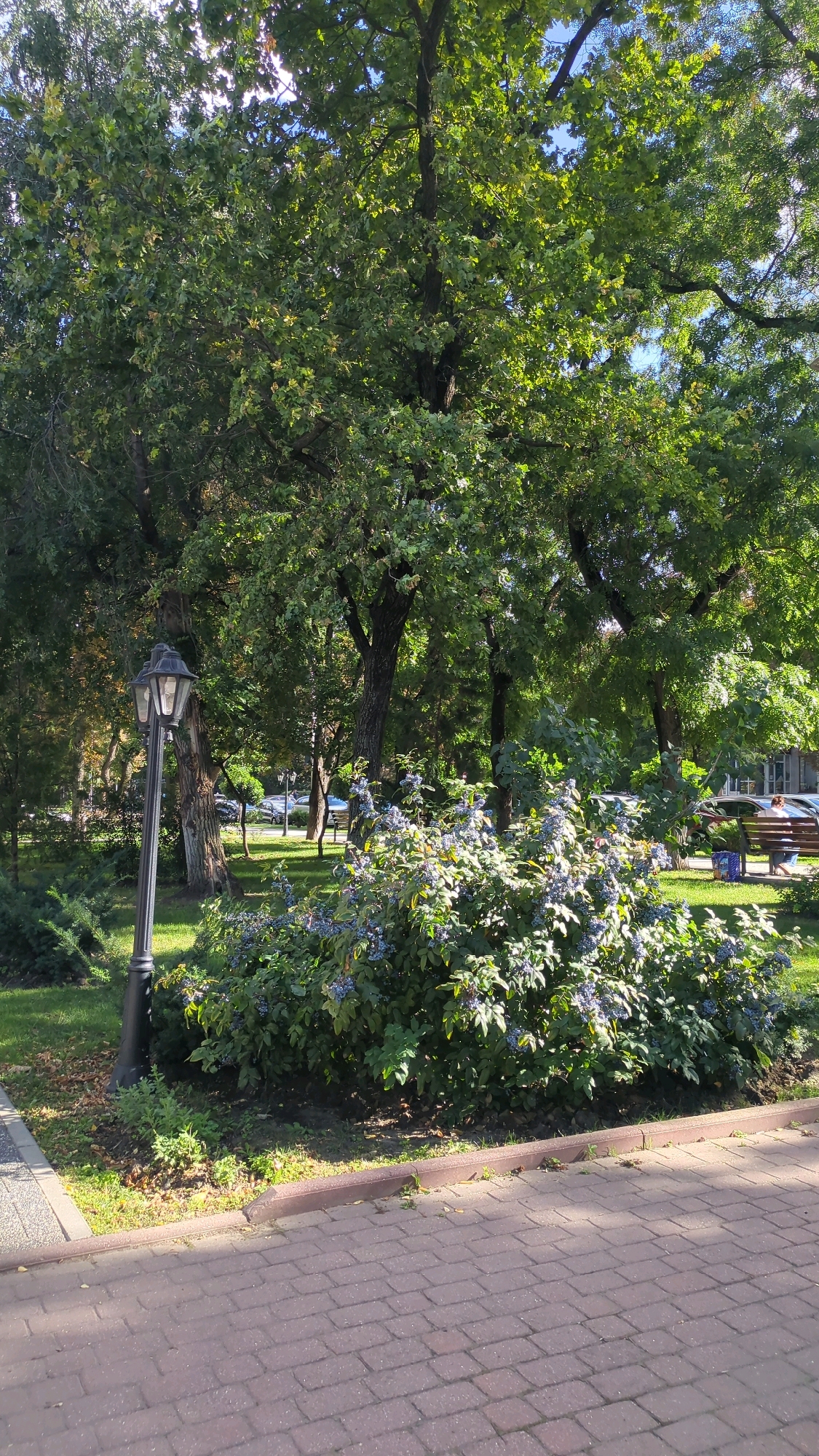 The image depicts a sunny park scene in Chișinău, Moldova. In the foreground, a red brick paved pathway is visible, bordered by a curb. To the left, a black lamppost with a lantern stands beside a patch of grass and some bushes. The midground features a large, dense bush laden with small blue berries, thriving in the sunlight. Behind this bush, several mature trees with lush green foliage dominate the scene, their branches casting dappled shadows on the grass. In the background, a glimpse of a street can be seen with cars parked and moving, indicating proximity to a public road. A park bench is also visible on the right side, occupied by two individuals. The overall impression is one of a well-maintained urban green space, likely a public park or square, enjoyed on a bright day.