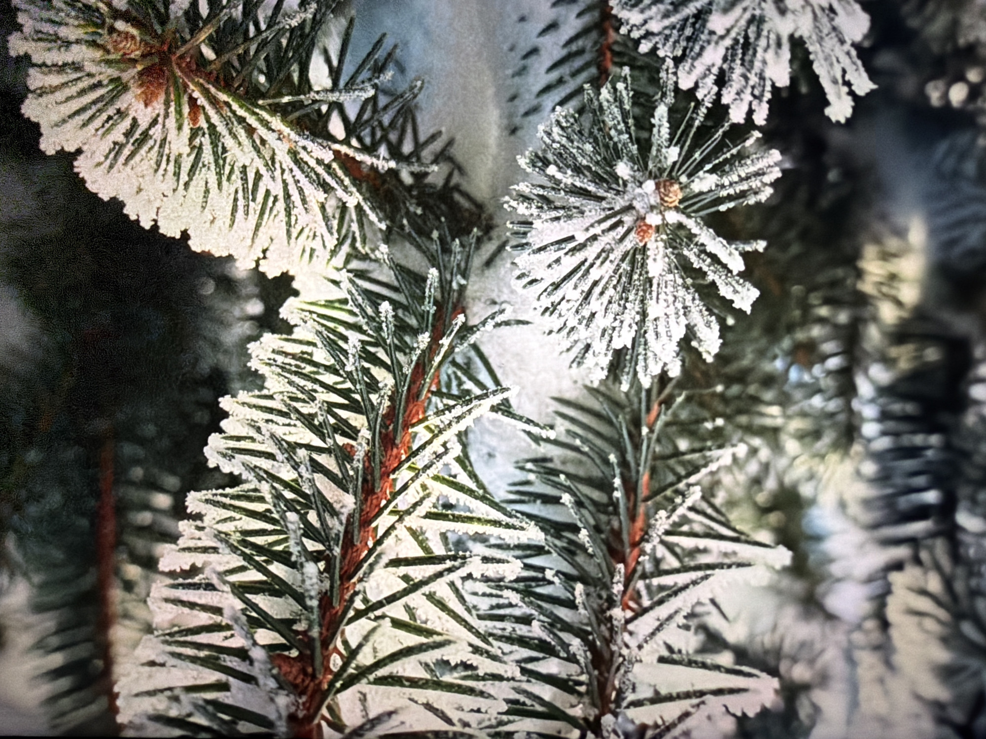 The image shows a close-up of frosted pine branches. The branches are a dark green, and the frost is a bright white, creating a stark contrast. The frost appears to be made of ice crystals, which are coating the needles of the pine branches. The branches are arranged in a way that suggests they are part of a larger pine tree. The background is dark and out of focus, making the pine branches the main subject of the image. There are no people or animals visible in the image. The image appears to have been taken in an outdoor environment, likely during winter. There is no specific information about the location in the city of Krasnodar, Russia.