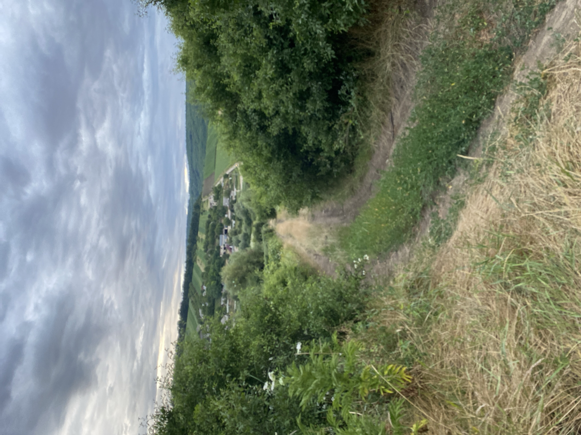 This is a vertical, medium-angle shot of a dirt road winding through a rural landscape with a village in the distance. The sky is overcast with heavy, grey clouds, suggesting a potentially stormy or humid day. The road itself is a light brown, dusty path with tire tracks, flanked on either side by dry, light brown grass and green vegetation. On the left, tall green plants with white flowers are prominent, while on the right, dense, dark green bushes line the road.
In the mid-ground, the road continues to curve and descend towards a village nestled in a valley. Houses with red roofs are visible among trees and fields that appear to be cultivated, with rows of green crops. The surrounding hills are covered in green vegetation, and further into the distance, the landscape rolls towards a hazy horizon. The overall impression is one of a quiet, rural setting, perhaps in the countryside near Horodca, Moldova, with the focus on the natural environment and the approach to the village. There are no people or animals visible in the frame, and no discernible actions or interactions are taking place. The scene is static and tranquil.