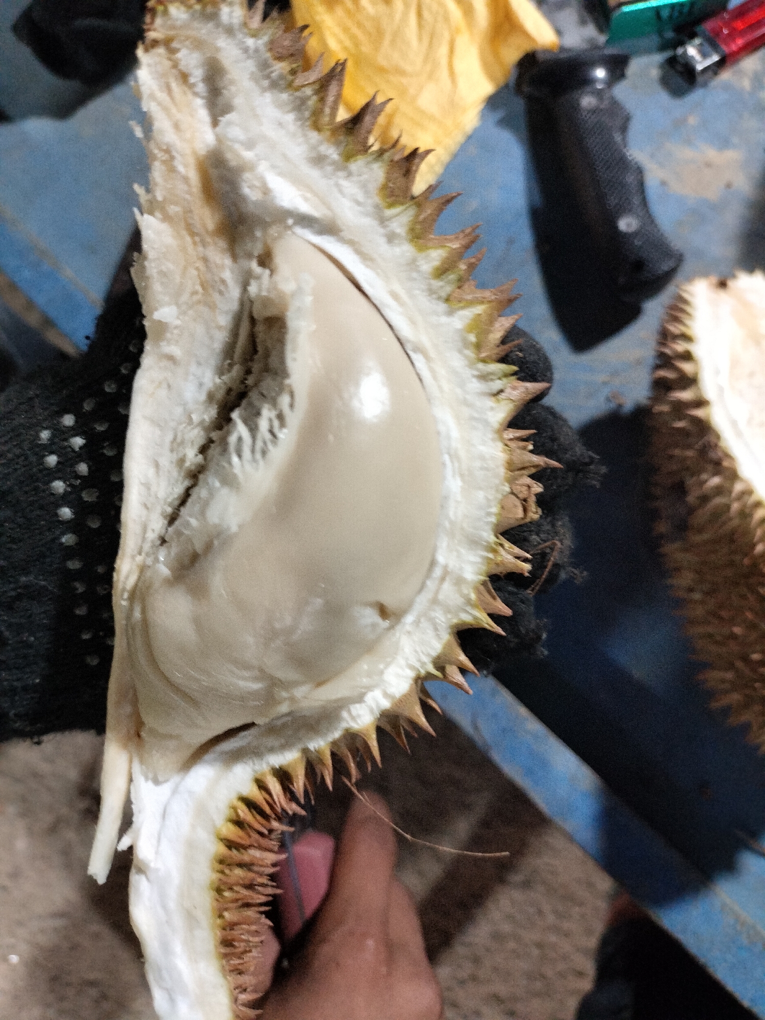 A close-up, top-down shot displays a durian fruit that has been split open, revealing its creamy yellow flesh and spiky rind. The fruit is held by a gloved hand and another hand is visible at the bottom right. In the background, a blue metal surface, a yellow cloth, a black pistol grip, and lighters are visible.