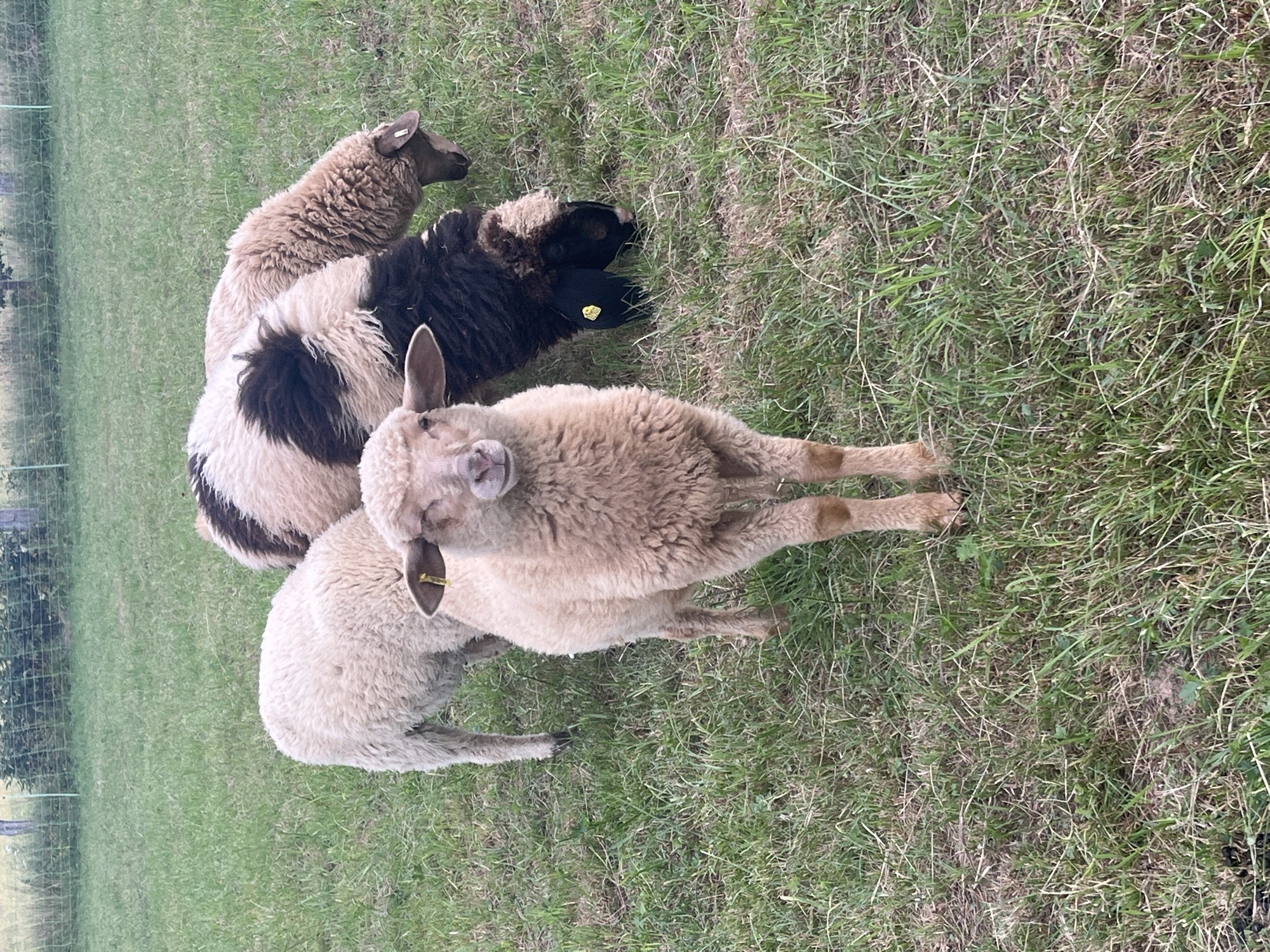 A flock of four sheep are lying down on a grassy field in Neustadt, Germany. The sheep are of various colors, including a tan sheep with a dark head, a black and white sheep, and two lighter tan sheep. One of the lighter tan sheep is in the foreground, looking directly at the camera with its mouth slightly open. All the sheep appear to be wearing ear tags, some of which are yellow. The sun is shining, suggesting it is daytime, and the weather appears to be mild. The field is covered in green grass, with some dry patches and a few scattered leaves. In the background, a green fence is visible, indicating the sheep are in a pasture or enclosure. The sheep seem relaxed and comfortable in their surroundings.