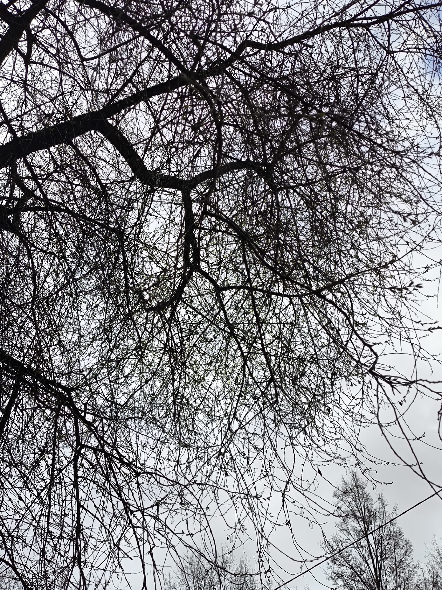 The image shows a view looking up into the branches of a bare tree against a pale, overcast sky. The tree's silhouette is formed by a dense network of thin branches, creating an intricate pattern against the light background. The scene lacks people, subjects, objects, actions, and interactions. The provided location is Khimki, Russia, but this is not visually verifiable from the image itself.