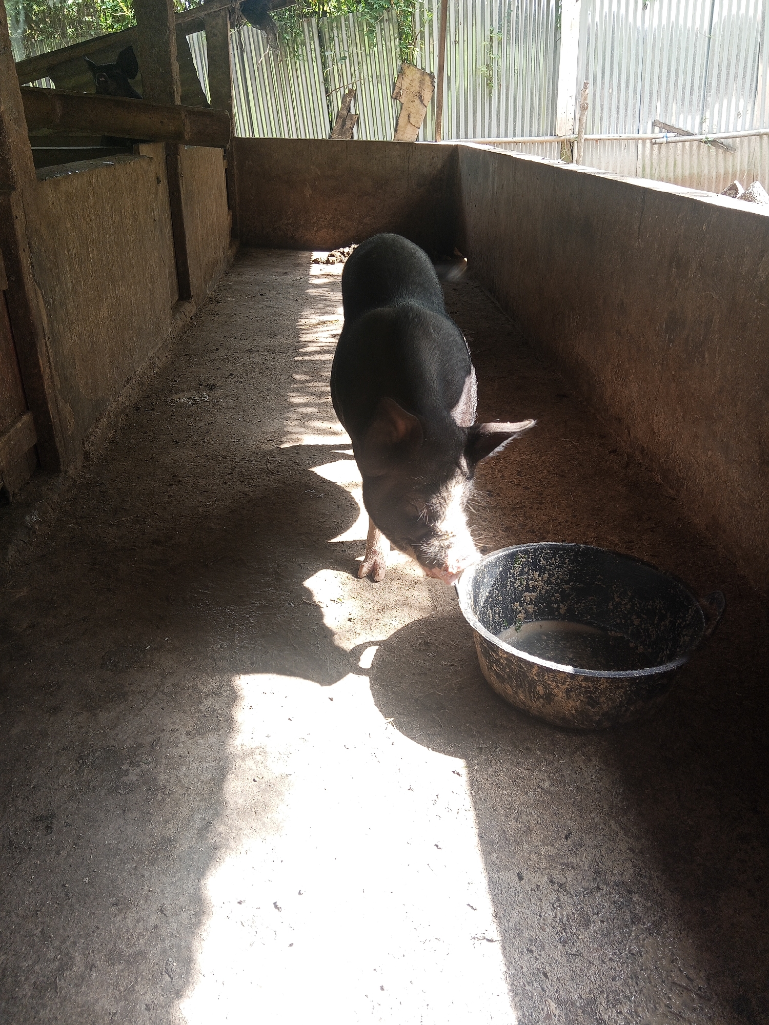 The image shows a black pig standing in a concrete enclosure. The enclosure has concrete walls on three sides and a corrugated metal wall in the background. The ground is covered in dirt and appears to be somewhat damp. A black plastic trough, partially filled with water and some debris, is positioned in front of the pig. Sunlight is casting strong shadows across the enclosure, indicating it is likely daytime. The pig is looking down at the trough, suggesting it may be drinking or eating. There are no people visible in the image. The environment suggests a rural or farm setting, potentially within the city of Makale, Indonesia, given the mention of that location.