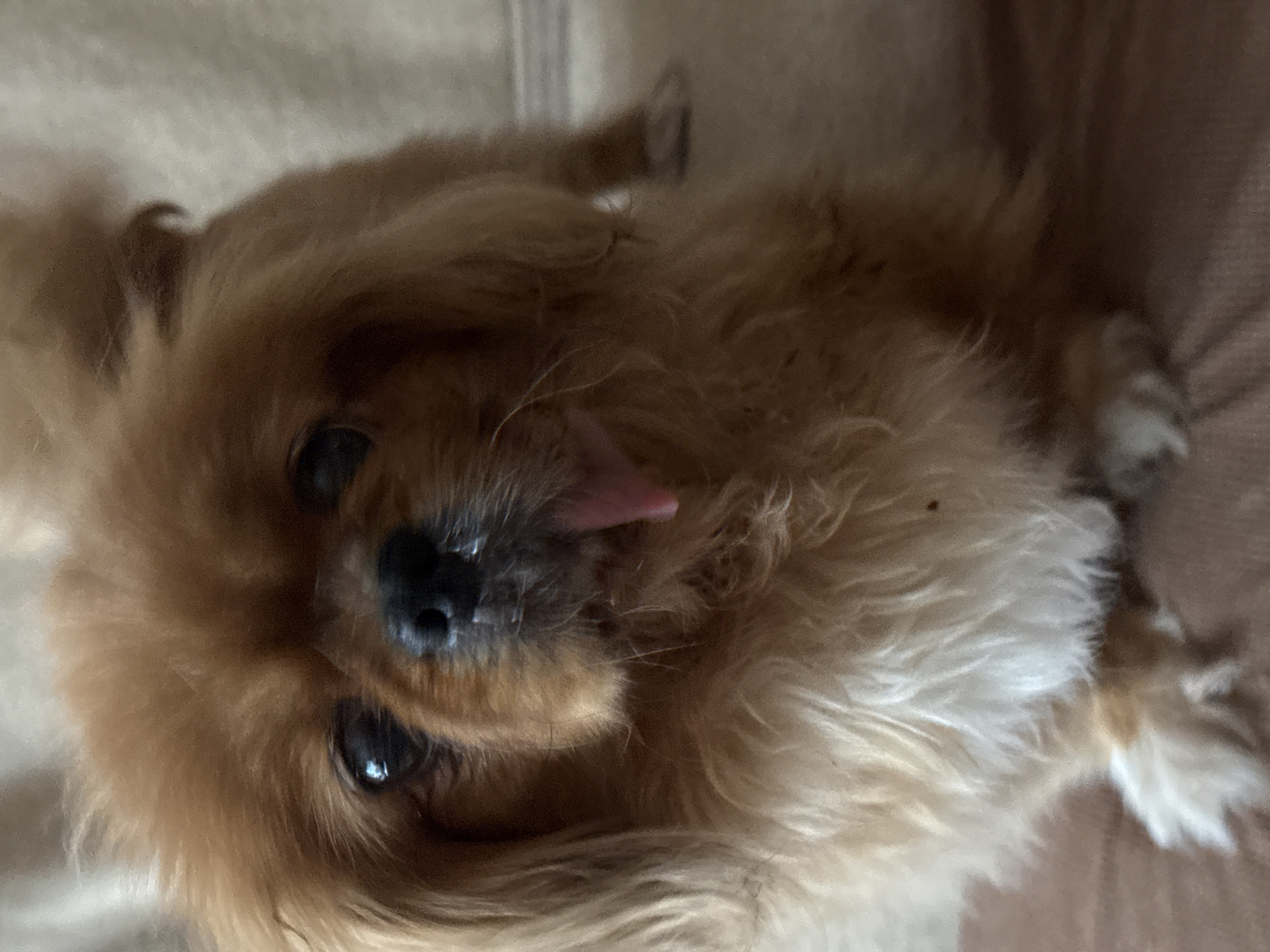 A medium-close shot depicts a tan-colored Pekingese dog lying on a tan surface. The dog is positioned with its head towards the lower left corner of the image. Its tongue is slightly protruding from its mouth. The dog's eyes are dark and shiny. The background is blurred. The location in the city of Pleven, Bulgaria is not discernable from the provided image.