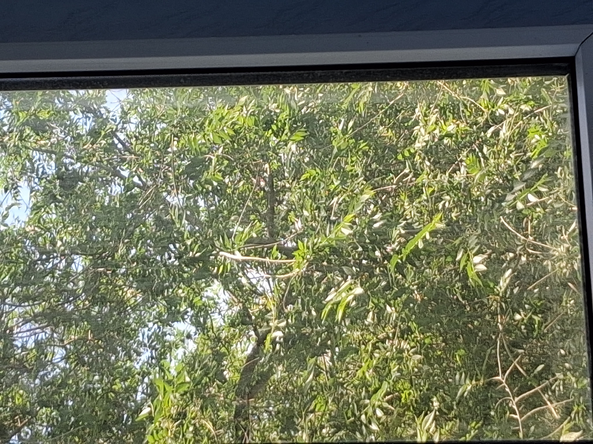 The image displays a close-up view of lush green foliage, likely from a tree, seen through a window. The branches and leaves are densely packed, creating a textured surface with varying shades of green. Sunlight filters through the leaves, creating highlights and shadows. The window frame, with a white exterior and a dark interior edge, is visible along the right side of the image, indicating an indoor perspective looking outward. The background beyond the foliage appears to be a bright sky. There are no people or any discernible activity captured in this scene. The image does not contain any information that would indicate a specific location within the city of Aktobe, Kazakhstan.