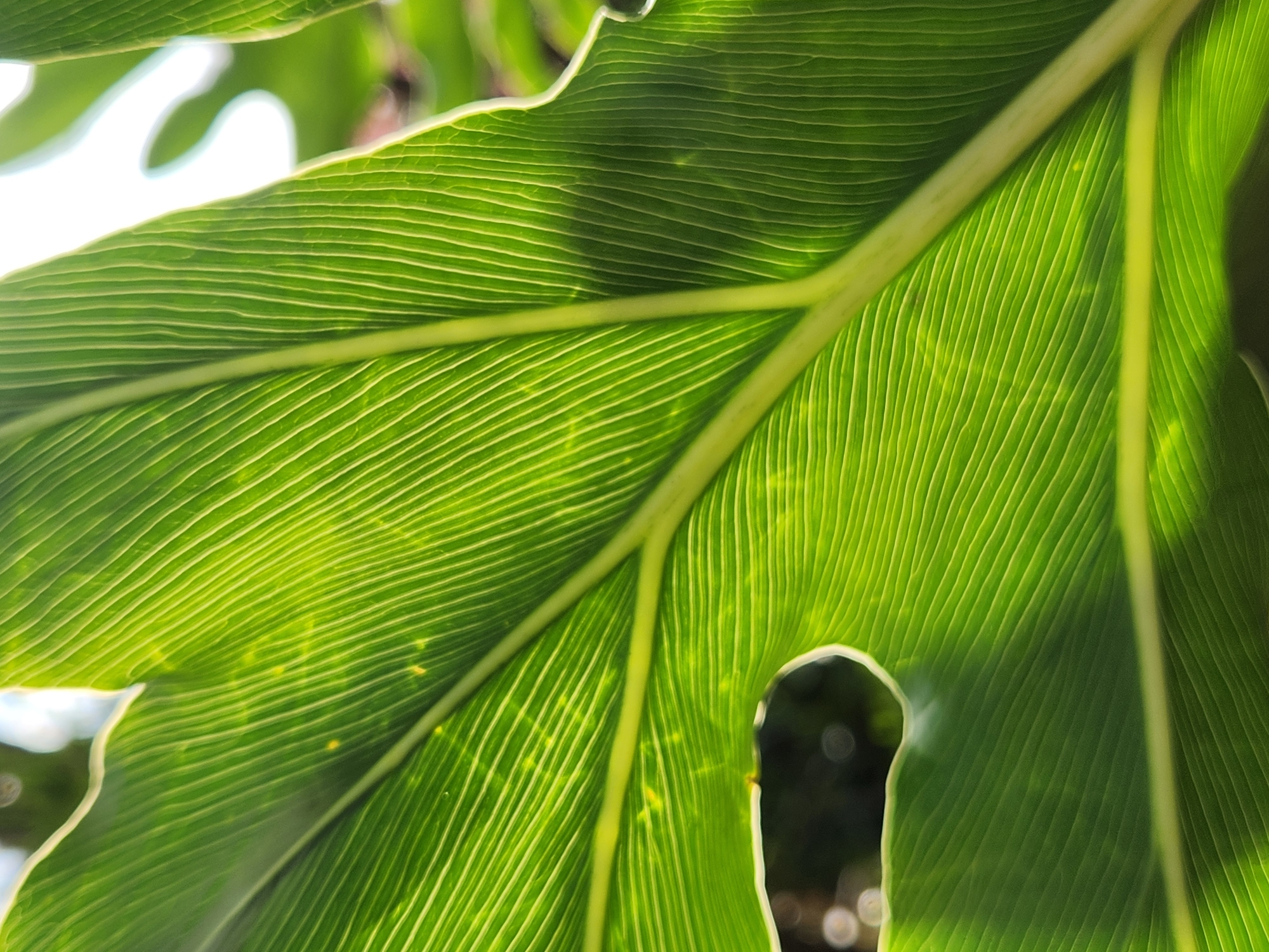 This media file is a close-up, back-lit photograph of a vibrant green leaf, likely from a tropical plant, showcasing its intricate vein structure. The leaf is the primary subject, filling the frame with its luminous surface. Sunlight streams through the leaf, highlighting the delicate network of veins that radiate outwards from a thicker central rib and extend across the leaf's surface. The leaf has an irregular edge and a large, organically shaped hole or cut-out near the bottom right. The veins themselves appear to be a lighter, yellowish-green, contrasting with the deeper green of the leaf tissue.
The background is softly blurred, hinting at other foliage and a bright, possibly sunny sky in the upper left corner. The overall impression is one of natural beauty and detail, emphasizing the biological architecture of the plant. There is no visible text, people, or discernible activity. The lighting suggests it is daytime, likely sunny, given the strong backlighting. The focus is entirely on the texture and translucence of the leaf, creating an almost abstract composition of light, color, and form. The setting appears to be outdoors, within a garden or natural environment.