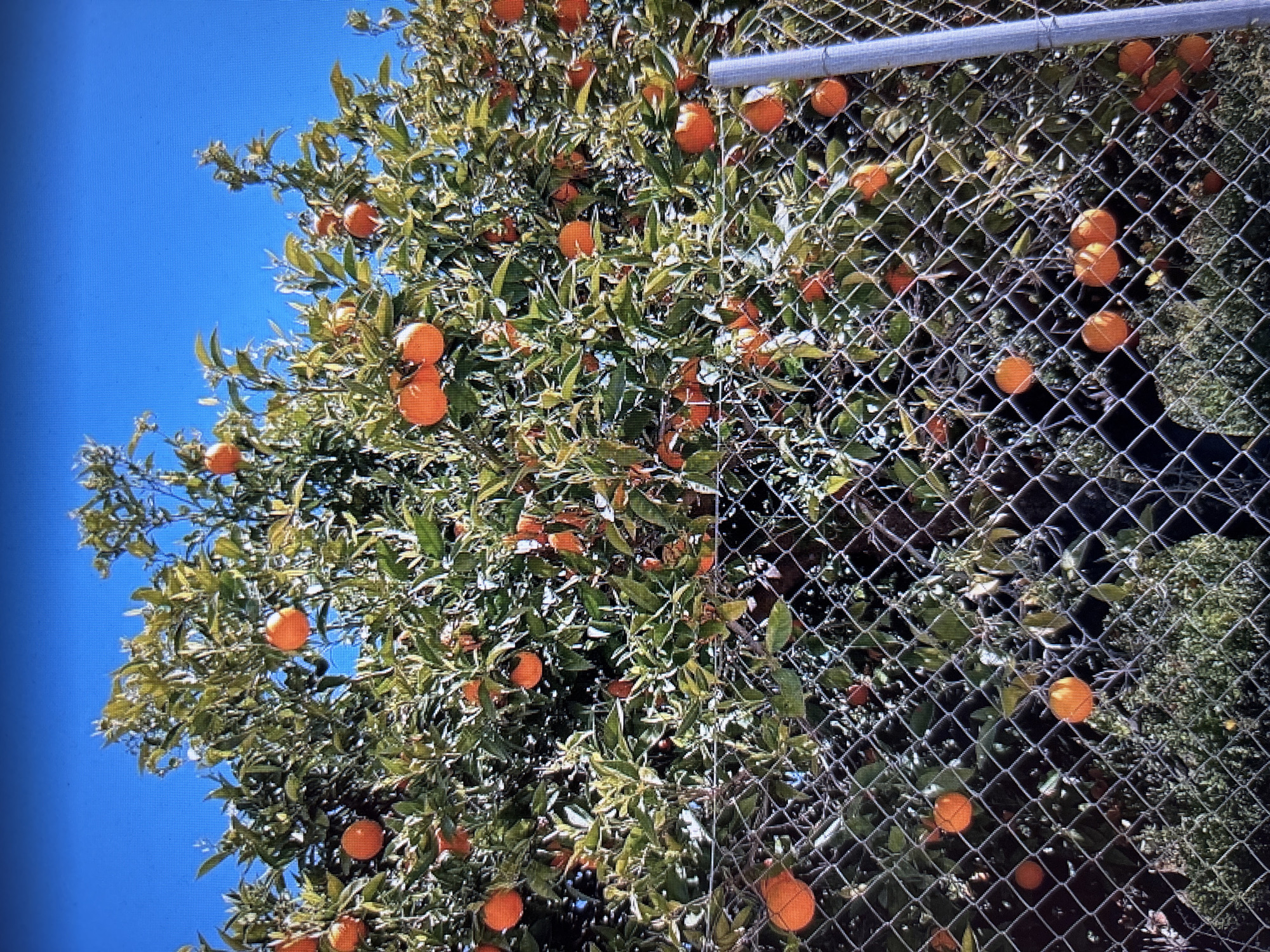 A close-up, medium-angle shot captures a mature orange tree laden with ripe fruit, viewed through a diamond-mesh chain-link fence. The tree's lush green leaves are interspersed with numerous bright orange oranges, some clustered together and others hanging individually. The sky above is a vibrant, cloudless blue. The fence, made of galvanized metal, is in the foreground, partially obscuring the tree and its fruit, with a vertical metal pole visible on the right side of the frame. The ground beneath the tree is covered with dense green foliage and scattered dry leaves. The overall scene suggests an outdoor setting, likely a garden or orchard, potentially in a warmer climate.