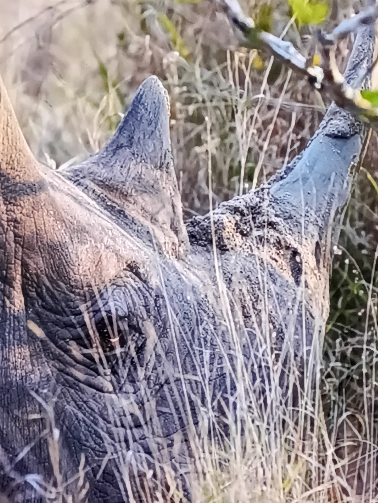 The image is a close-up, slightly blurry photograph of a rhinoceros's head, partially obscured by dry grasses and branches. The rhinoceros's thick, wrinkled skin is visible, with its eye appearing dark and partially open. Two horns are prominent on its snout, with the larger horn curving upwards and the smaller horn in front of it. The texture of the horns appears rough and somewhat dusty. The background is a soft blur of muted greens and browns, suggesting a natural, outdoor environment, likely a savanna or grassland. The lighting appears natural, possibly indicating daytime, with soft shadows and highlights on the rhino's hide. The overall impression is one of a wild animal in its natural habitat. There is no visible text in the image. The provided location context of Kamianets-Podilskyi, Ukraine, is not visually discernible from the image itself, as the scene depicts a generic wild animal habitat.