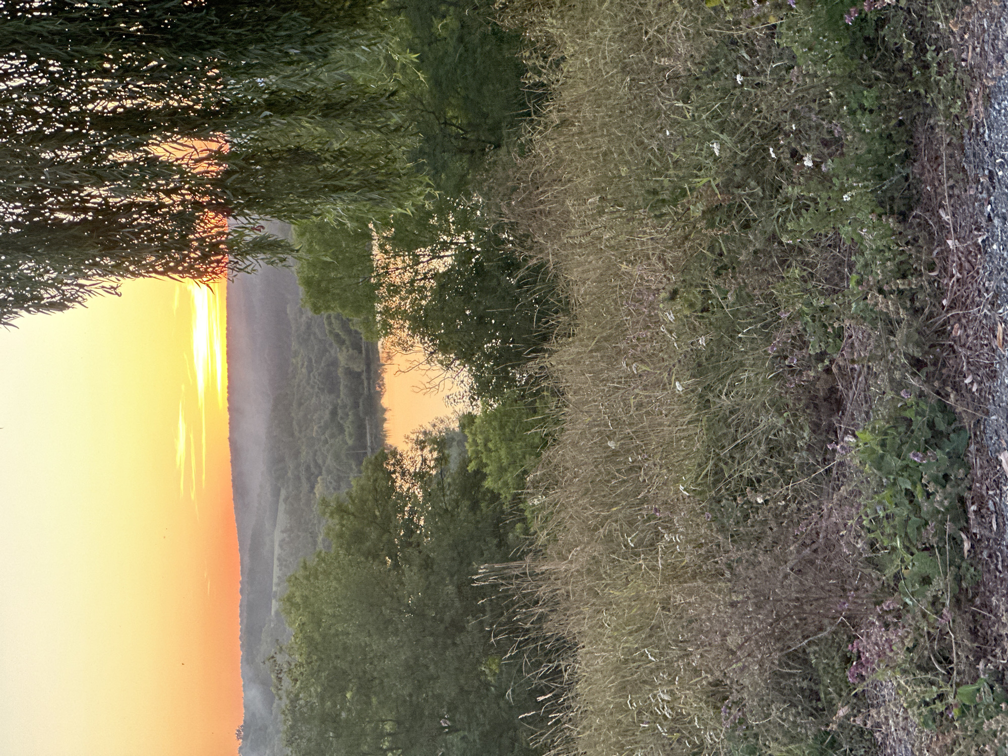 The image depicts a natural landscape at sunset, with a warm orange and yellow sky fading into a pale yellow gradient. In the foreground, a dense field of dry, tall grass with scattered small white and purple wildflowers covers the ground. A path of gravel and fallen leaves is visible at the bottom edge of the frame.
Behind the foreground grasses, lush green trees of varying heights dominate the midground, with some foliage showing hints of yellow and orange from the sunset. Between these trees, a calm body of water reflects the vibrant colors of the sky, creating a warm, luminous surface. The water appears to be a lake or river.
In the background, rolling hills are covered in a dense forest. A light haze or mist hovers over the distant landscape, softening the contours of the hills and adding depth to the scene. The overall impression is one of a tranquil evening in a rural or semi-rural area. The specific location in Makiv, Ukraine, is inferred from the context, but the visual elements themselves are characteristic of a natural setting. There are no people or man-made structures clearly visible within the depicted scene, aside from the gravel path. A weeping willow tree with long, drooping branches partially obscures the view of the sunset on the right side of the frame.