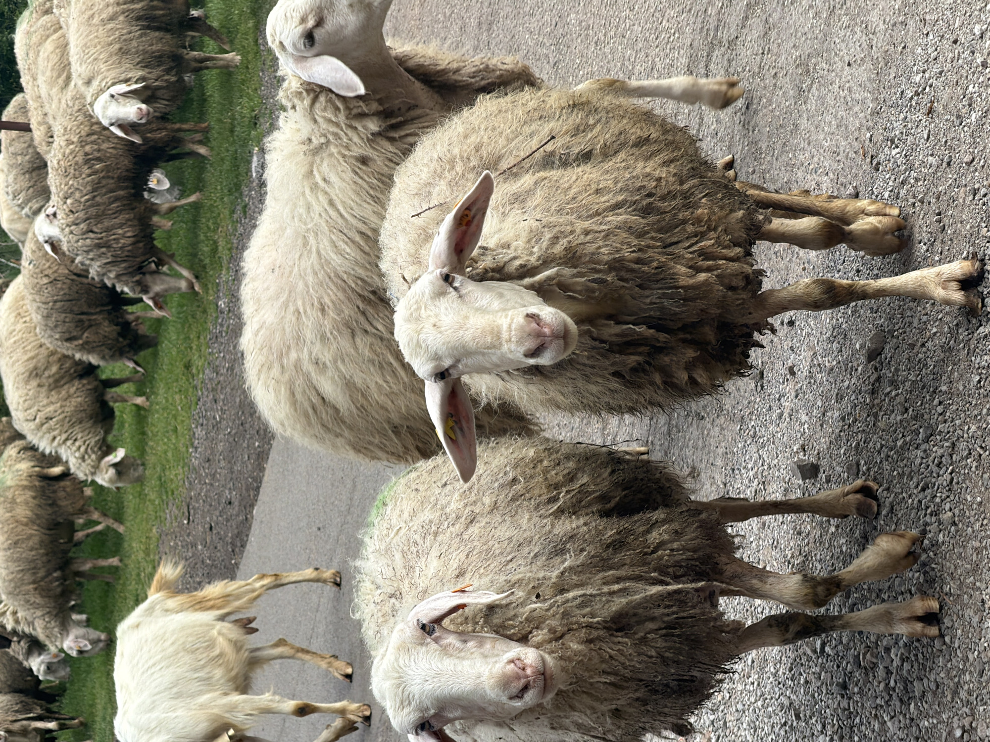 A vertical shot shows a flock of sheep on a partially paved road, interspersed with grassy areas. Three sheep in the foreground are most prominent, their faces directed towards the camera. The sheep are woolly and appear slightly dirty. Their legs are thin and light-colored. The paving transitions into a pebbled surface where the sheep stand. In the background, more sheep are grazing on the grassy area. The location, Sofia, Bulgaria, is not evident from the visual information provided.
