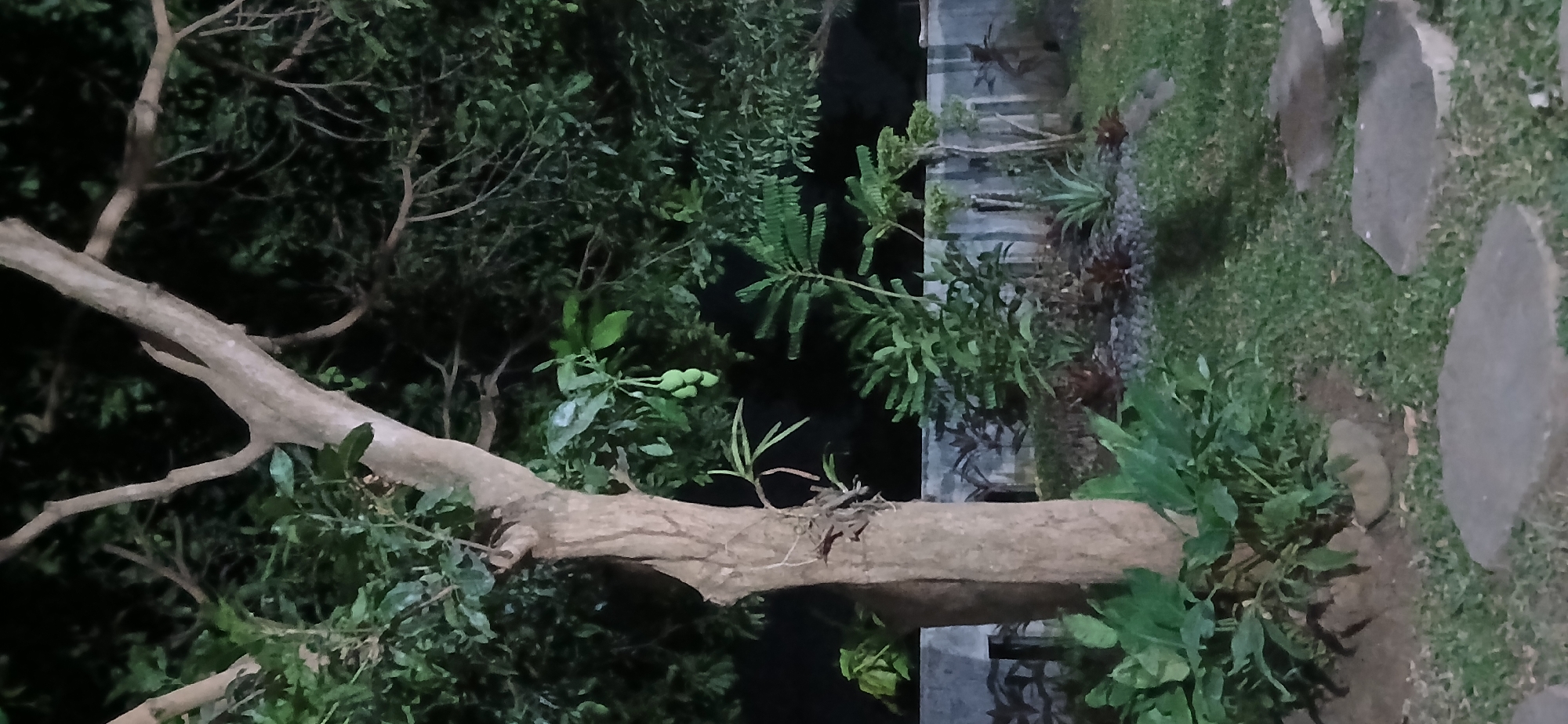 A nighttime outdoor scene in Kademangan Kulon, Indonesia, features a tree with a thick trunk and branches with green leaves and a cluster of green, unripe fruit hanging from a thin branch. At the base of the tree, leafy green plants grow. The background includes a gray, textured wall, a patch of ground covered with small gray stones, and more greenery, possibly shrubs and smaller plants. The ground in the foreground is covered with green grass and large, flat gray stepping stones. The overall lighting suggests artificial illumination, casting shadows and creating a dark, moody atmosphere.
