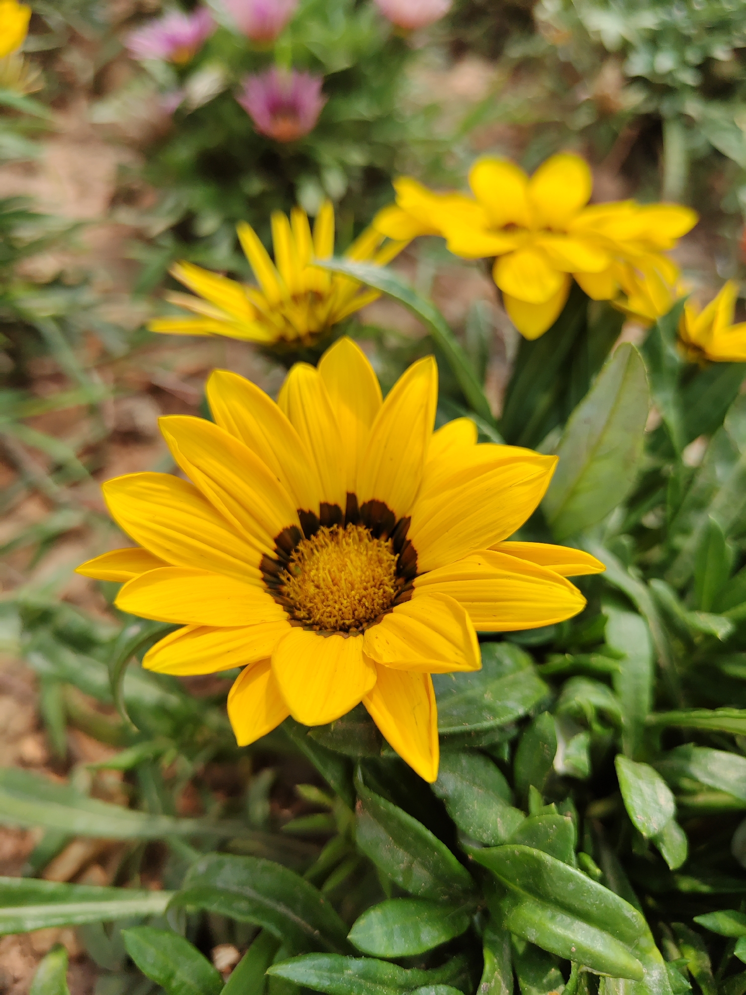 The image shows a close-up of a yellow Gazania flower in full bloom. The flower has a dark brown center surrounded by bright yellow petals. Several other Gazania flowers, both yellow and purple, are visible in the background, out of focus. The flowers are surrounded by green foliage. The ground appears to be composed of soil and possibly some dead leaves or mulch. The location is most likely a garden or flower bed, based on the cultivated nature of the plants. There is no explicit information in the image indicating the scene is in Da Lat, Vietnam.