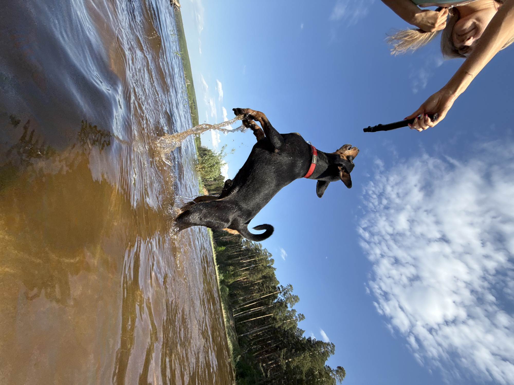 A low-angle, full shot captures a black dog leaping in a body of water towards a stick held by a person above. The dog, wearing a red collar, is suspended mid-air, with water splashing around its paws. The water is murky brown, and behind the dog is a treeline on the far shore. Above the dog, a person's face and arm are visible, holding a dark-colored stick. The sky is blue with scattered white clouds. The picture was taken in the city of Chaykovsky, Russia.