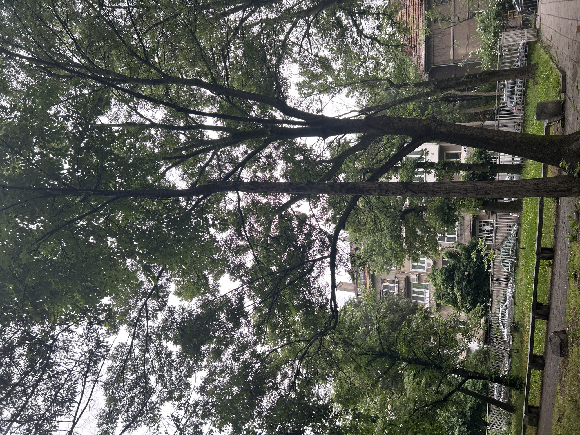 The image captures an upward view through a dense canopy of mature trees in an urban environment. Lush green leaves and dark, gnarled branches fill the majority of the frame, with patches of bright, overcast sky visible between the foliage.
In the background, partially obscured by the trees, are several multi-story buildings. One building at the top features a distinctive reddish-brown tiled roof, while others, likely residential, have numerous windows, some with white frames, and balconies where air conditioning units are visible.
Along the right side of the image, a paved pathway, possibly concrete or asphalt, is visible, bordered by green grass and low vegetation. Concrete benches or low barriers line this path. White or light-colored metal fences or railings run between the pathway and the buildings, and a light-colored car can be glimpsed parked behind one of these fences.
There are no people or specific activities taking place. The scene depicts a tranquil, temperate daytime in a city park or residential green space, characteristic of an urban setting such as Sofia, Bulgaria. No visible text is present.