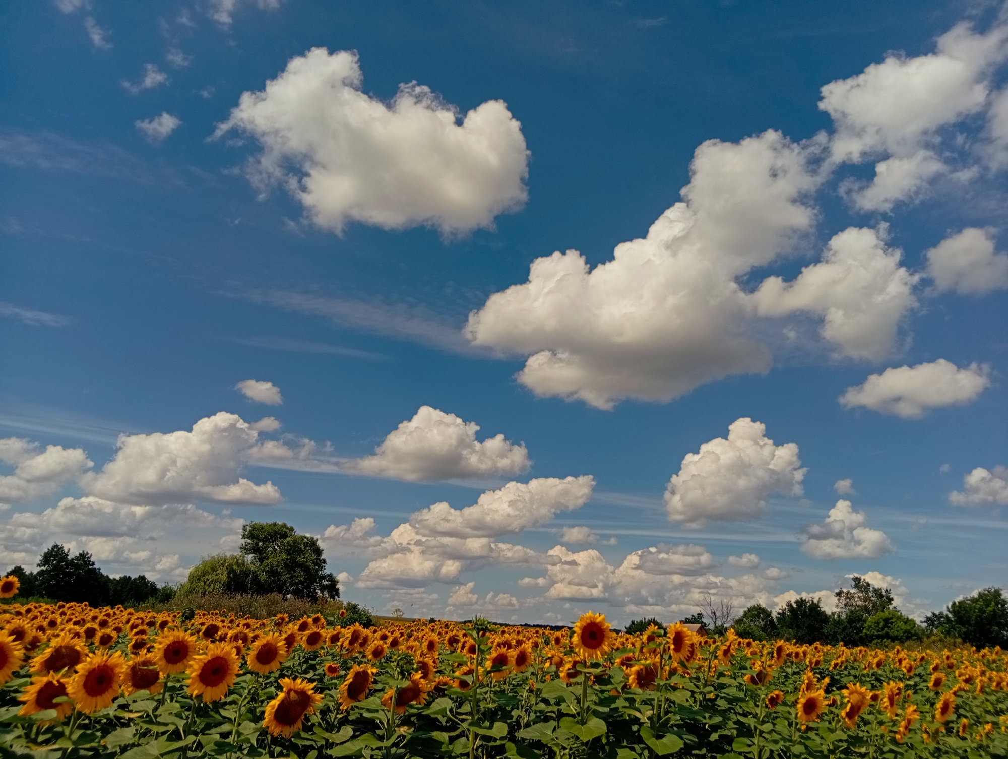 A wide-angle, low-angle shot captures a vast field of sunflowers under a bright blue sky dotted with fluffy white clouds. The sunflowers, in full bloom with their characteristic yellow petals and dark centers, stretch as far as the eye can see, filling the foreground and midground. Their green leaves and stalks are clearly visible, creating a dense carpet of yellow and green.
In the background, a line of trees forms a dark green border against the sky, with a few scattered trees breaking the uniformity. The sky is a vibrant blue, with a mix of large, cumulus clouds and smaller, wispy formations. The lighting suggests it is daytime, likely late morning or early afternoon, with the sun casting bright light and shadows, highlighting the textures of the clouds and the individual sunflower heads. There are no people or animals visible in the scene. The overall impression is one of natural beauty and abundance, a classic pastoral landscape.