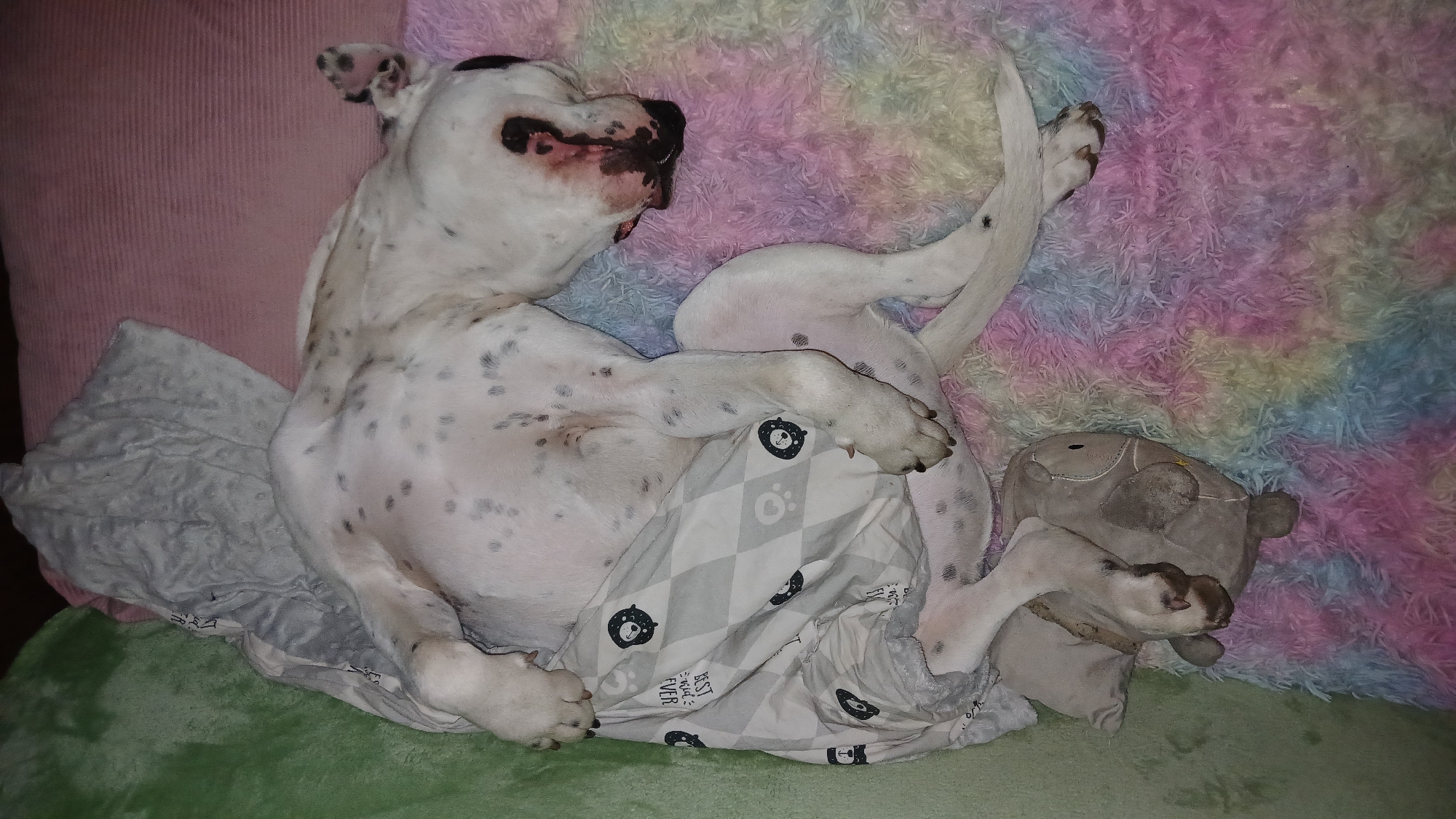 A white dog with black spots is lying on its back on a bed. The dog is lying on a blanket with a gray and white diamond pattern and teddy bear faces. The dog has a stuffed animal lying near its feet. The dog is lying on a green blanket, a pink pillow, and a rainbow-colored pillow. The location is not discernible from the image.
