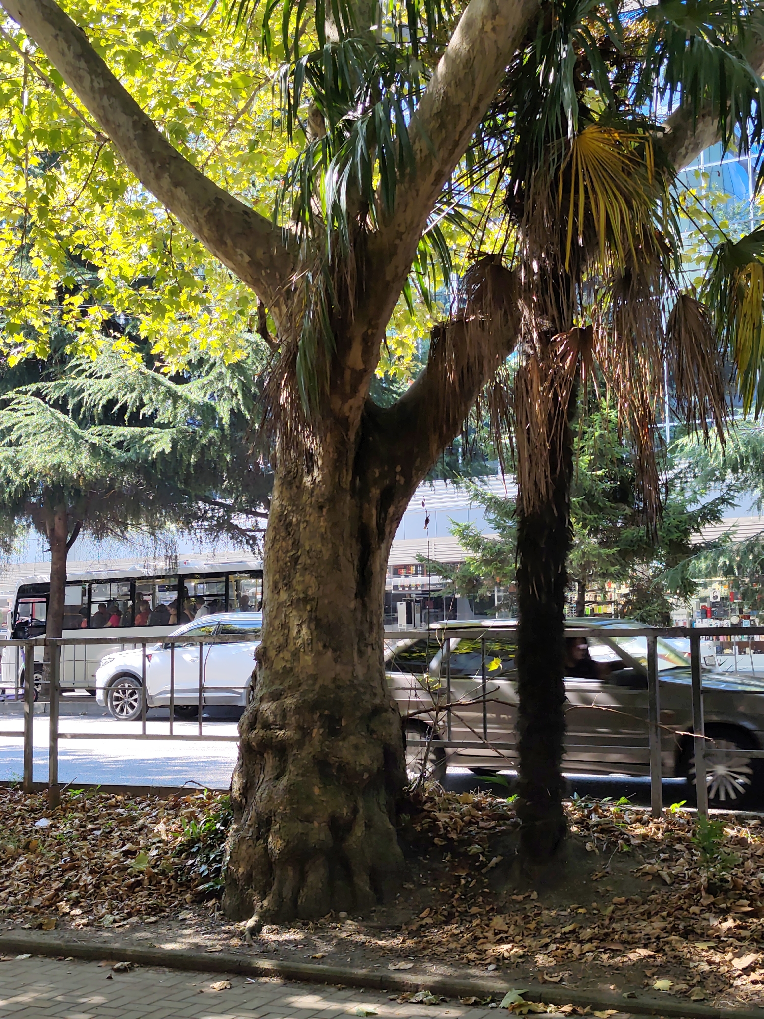 In Sochi, Russia, a street scene unfolds under dappled sunlight filtering through the lush foliage of large trees. A prominent, thick-trunked sycamore tree stands in the foreground, its rough bark casting shadows on the leaf-strewn ground. To its right, a palm tree with dry, frond-like leaves adds a tropical touch.
Beyond the trees, a metal fence separates the sidewalk from the road. A white SUV is parked or moving along the street, its sleek design contrasting with the natural elements. Further down, a bus with multiple passengers visible through its windows travels along the road. Behind the bus, a modern building with a glass facade reflects the sky and surrounding greenery. The ground in front of the fence is covered with fallen leaves and patches of grass, suggesting an autumn or post-summer season. The overall impression is a blend of urban infrastructure and abundant natural vegetation, characteristic of a resort city like Sochi.