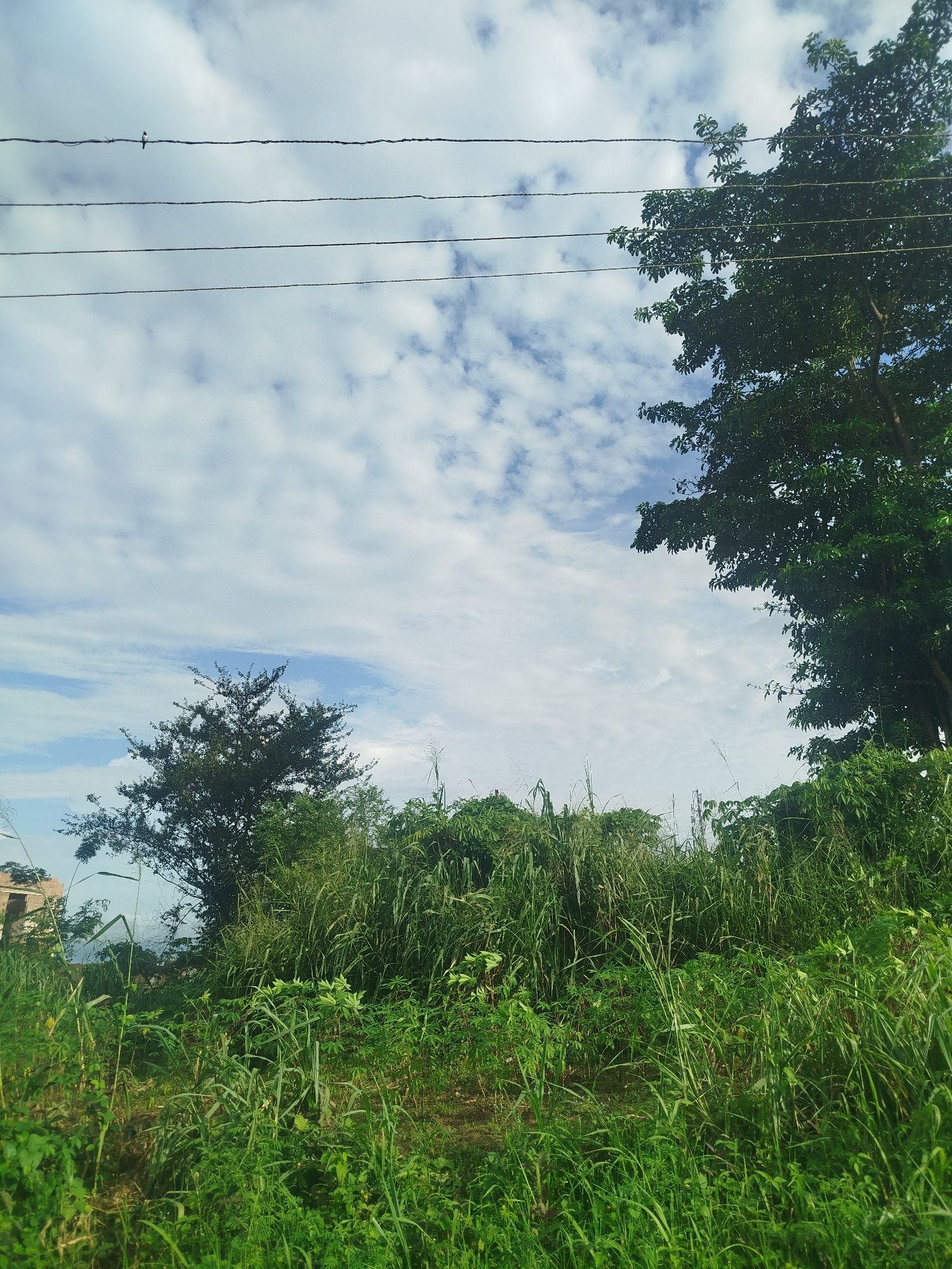In Uselu, Nigeria, a scene unfolds beneath a sky filled with scattered white clouds against a pale blue backdrop. Four parallel electrical wires traverse the upper portion of the frame. To the left, a small bird with black and white plumage perches on the topmost wire. The middle ground is dominated by lush, green vegetation, including tall grasses and various leafy plants. A medium-sized, dark-foliaged tree stands on the left, its branches reaching towards the sky. On the right, a large, dense tree with dark green leaves occupies a significant portion of the right side, its branches partially obscuring the sky. In the far background, on the left edge, a portion of a light-colored building is visible, suggesting an urban or semi-urban setting within Uselu. The overall impression is one of natural growth and an expansive sky.
