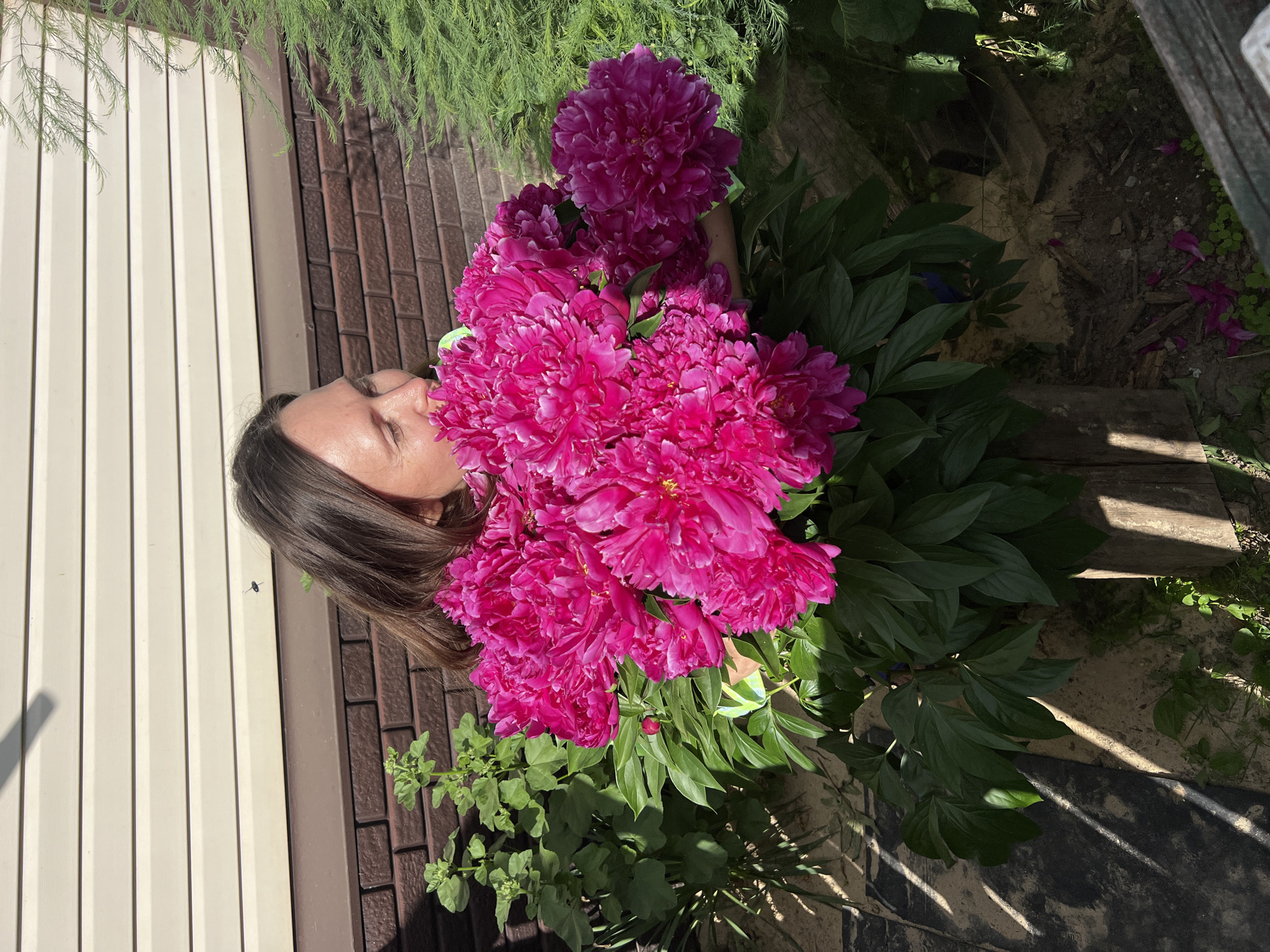 A medium shot captures a woman holding a large bouquet of vibrant pink peonies in a garden setting. She is positioned slightly to the left of center, her face turned towards the flowers as she appears to be smelling them. Her dark brown hair is loose, and she is wearing a light-colored garment. The peonies dominate the foreground, their lush petals a striking contrast to the muted tones of the background. Behind the woman is a wall constructed of horizontal beige siding above a band of reddish-brown brickwork. To the left of the woman, a green leafy plant grows near the brick wall. To the right, the feathery green foliage of a conifer tree or shrub is visible. The ground in front of the woman is covered with dark soil, with scattered fallen petals from the peonies. Wooden elements, possibly part of a garden bed or structure, are present in the lower foreground and mid-ground. Sunlight casts diagonal shadows across the ground, indicating a sunny day. The scene is located in the city of Pigozino, Russia.