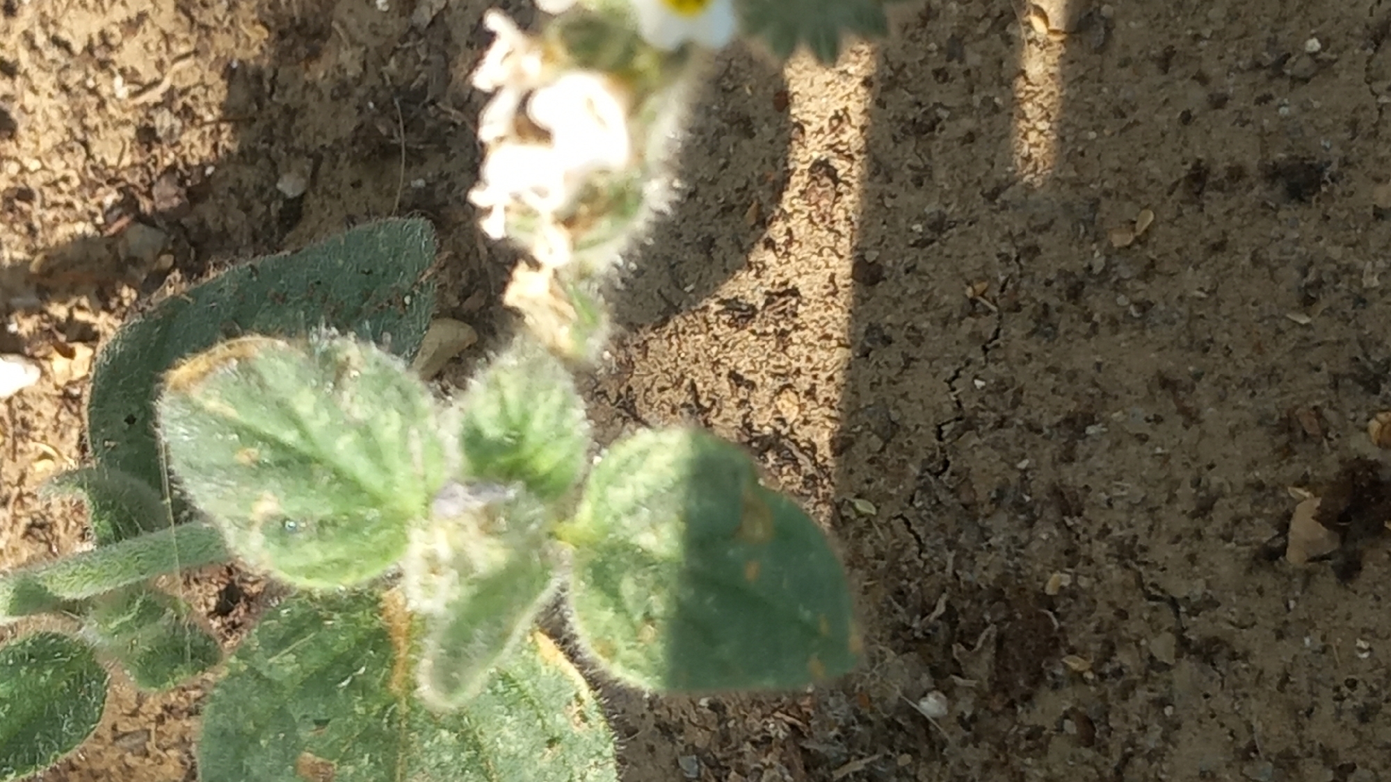 The image displays a close-up view of a small, green, fuzzy plant with several leaves. Some leaves show brown, dried edges. In the background, the dry, cracked soil of Άγιος Νεκτάριος, Greece, is visible, with some small pebbles and debris scattered on the surface. A portion of a small white flower with a yellow center is also visible in the upper right quadrant of the image, partially out of focus. The lighting suggests it is daytime, with shadows cast on the soil.