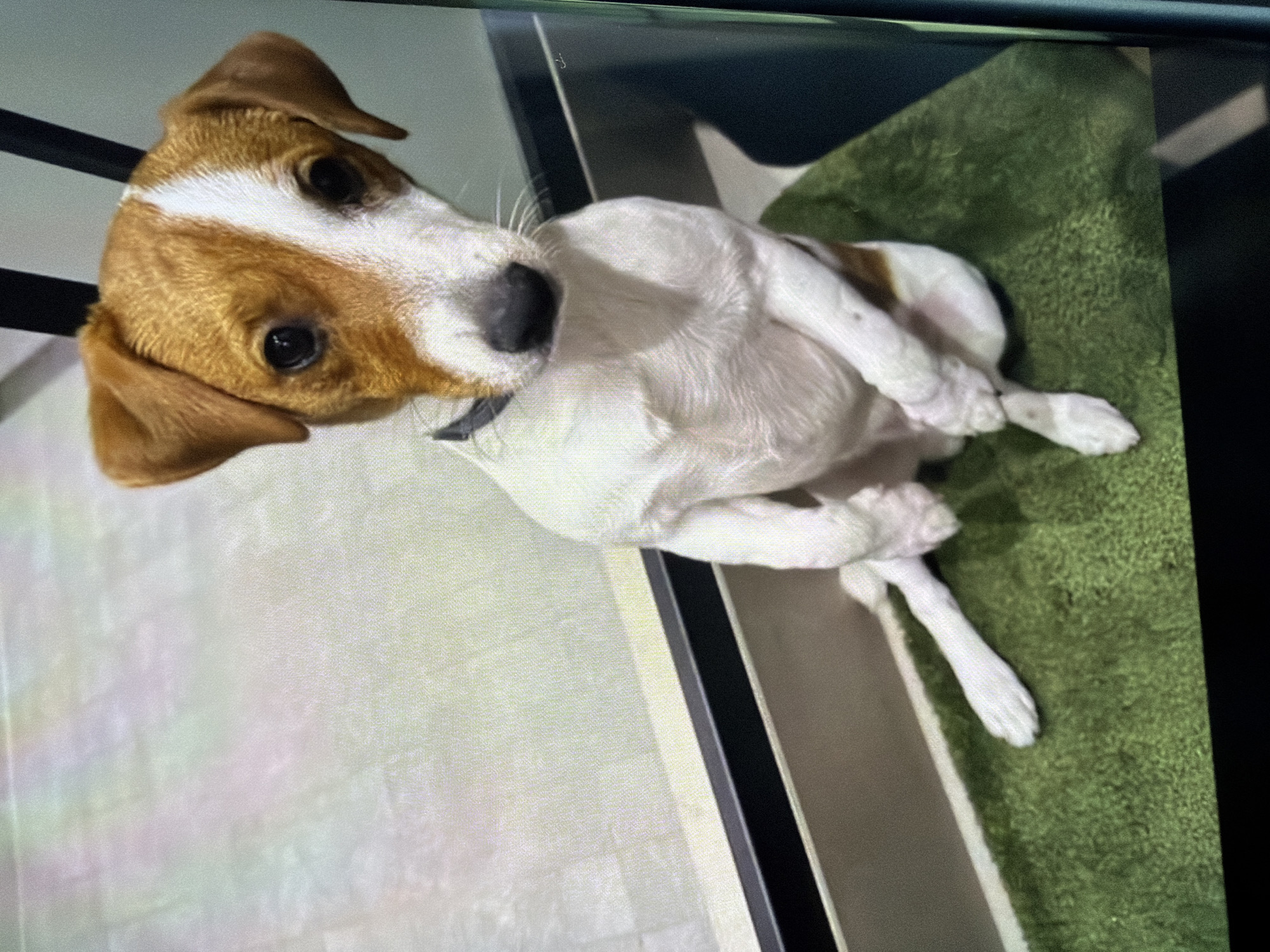 A Jack Russell Terrier is sitting on a green rug in what appears to be an indoor setting, possibly a home or office, with a window and a dark vertical structure in the background. The dog is facing forward and slightly to the left, with its head tilted. Its fur is white with brown markings on its head and back. One of its front paws is extended forward, while the other is tucked underneath. The dog is wearing a dark collar. The flooring in the background appears to be tiled, with a light-colored, possibly iridescent finish. The overall lighting suggests an indoor environment. There are no people visible in the image. The scene does not contain any identifiable landmarks or context that would indicate a specific location in Moscow, Russia.
