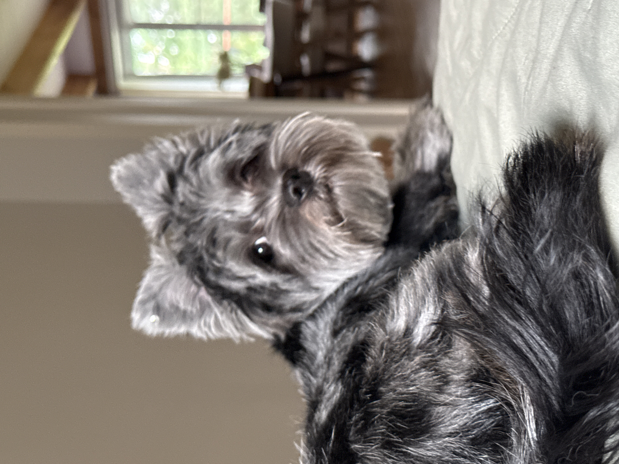 The image shows a small, grey and black dog with shaggy fur. The dog's head is tilted, and it is looking towards the camera with its dark eyes. Its nose is black, and its fur is a mix of grey, black, and white. The dog appears to be lying on a light-colored, textured surface, possibly a couch or bed. In the background, a window with green foliage visible outside suggests an indoor setting with natural light. The overall lighting suggests daytime. The dog's expression is alert and curious. There are no people or visible text in the image. The location context of Chaikovsky, Russia is not visually evident in the image itself.