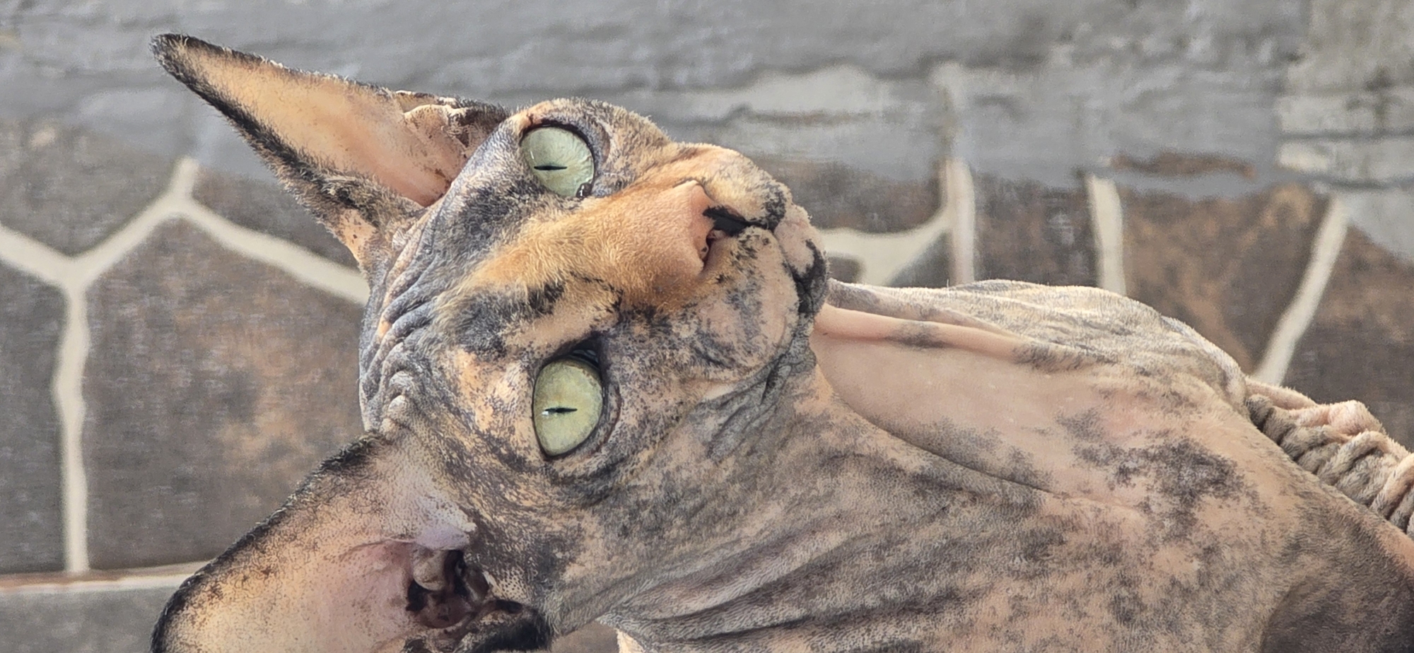 This is a close-up, low-angle photograph of a Sphynx cat with distinctive mottled skin in shades of tan and black. The cat's large, pale green eyes are prominent and looking upwards, with vertical pupils. Its ears are large and prominent, one pointing upwards, the other angled slightly downwards. The skin is wrinkled, particularly around the face and neck, showcasing the breed's characteristic lack of fur. The background is a textured surface, possibly a stone or brick wall with lighter-colored grout lines forming a geometric pattern, suggesting an outdoor setting. The lighting appears natural, casting soft shadows and highlighting the cat's features. There is no visible text in the image. The overall impression is a detailed portrait of the cat's unique appearance and a curious, attentive gaze.