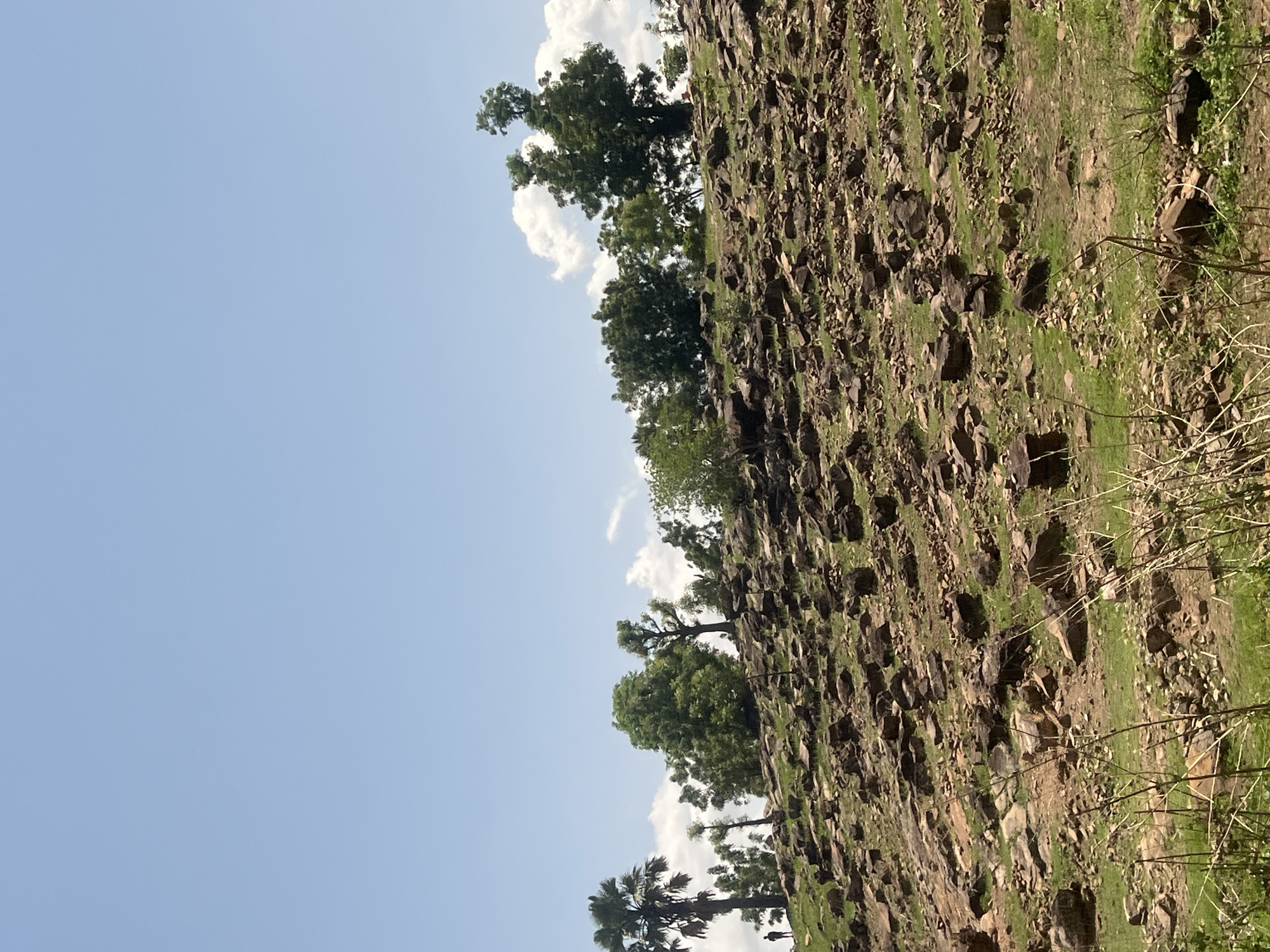 The image captures a sunlit, rugged natural landscape within the city of Kwarge, Nigeria. The scene features a prominent, ascending hillside covered extensively with scattered dark brown and grey rocks of varying sizes, interspersed with patches of green grass and reddish-brown earth. Sparse dry vegetation and twigs are visible in the immediate foreground. Along the crest of the hill, a collection of trees forms a natural line, consisting of various broadleaf trees with dense green foliage and at least one tall palm tree on the far left. A single, dark, human figure is visible in silhouette near the base of the prominent palm tree on the left side of the slope, appearing to stand or walk. The upper portion of the image displays a clear, light blue sky with several distinct white cumulus clouds present, predominantly towards the right side of the frame. The lighting suggests bright, clear daytime conditions.