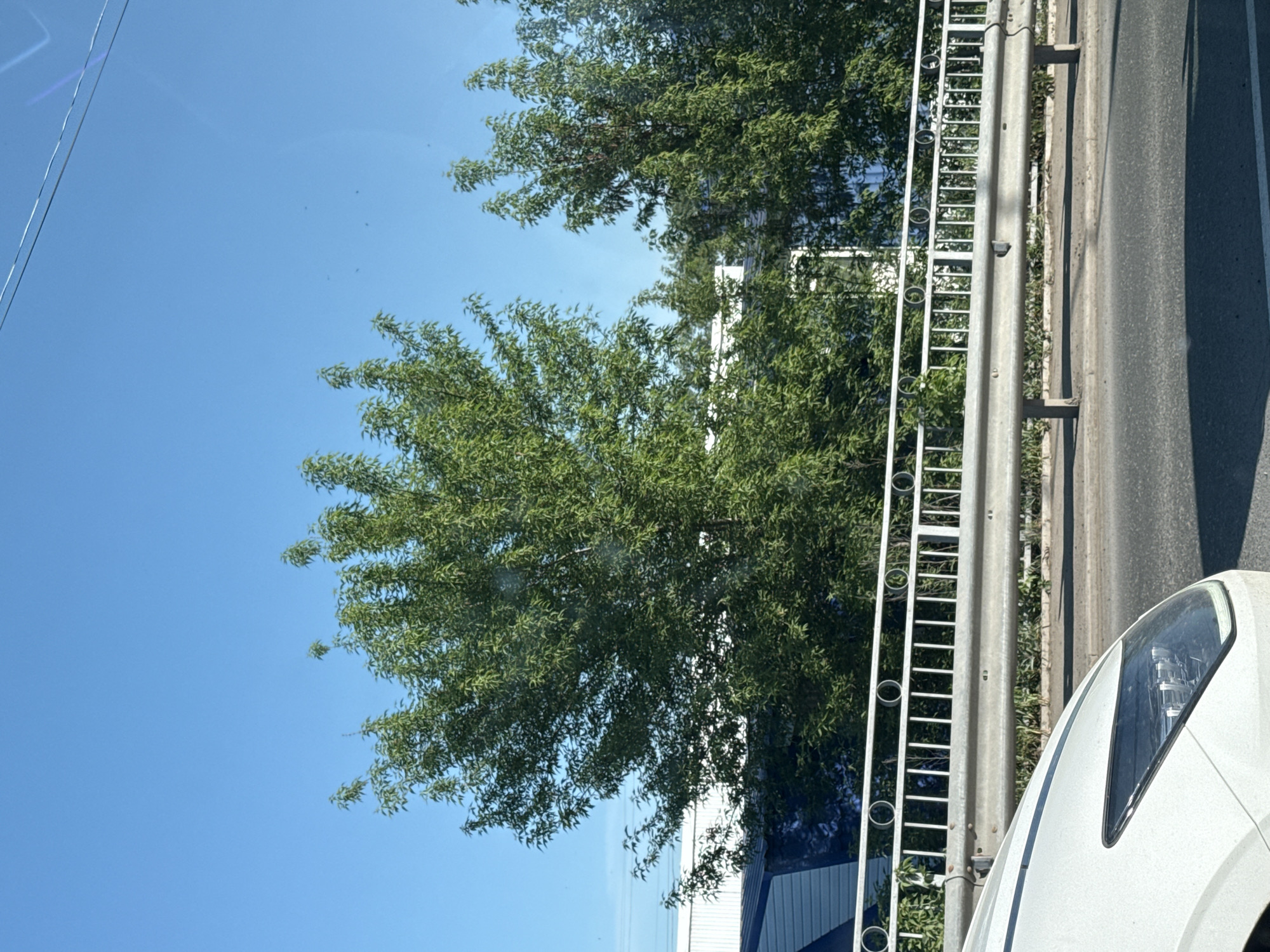 The image depicts a view from a vehicle window, likely a car. The scene includes a clear blue sky partially obscured by trees with dense green foliage. Adjacent to the trees is a gray metal safety barrier with a ladder attached to it. To the right of the barrier is an asphalt road surface. A portion of a white car's headlight and body is visible in the foreground on the right side. The building facade is white and blue. It is not possible to determine the exact location within Chaikovsky, Russia, from the given image alone.