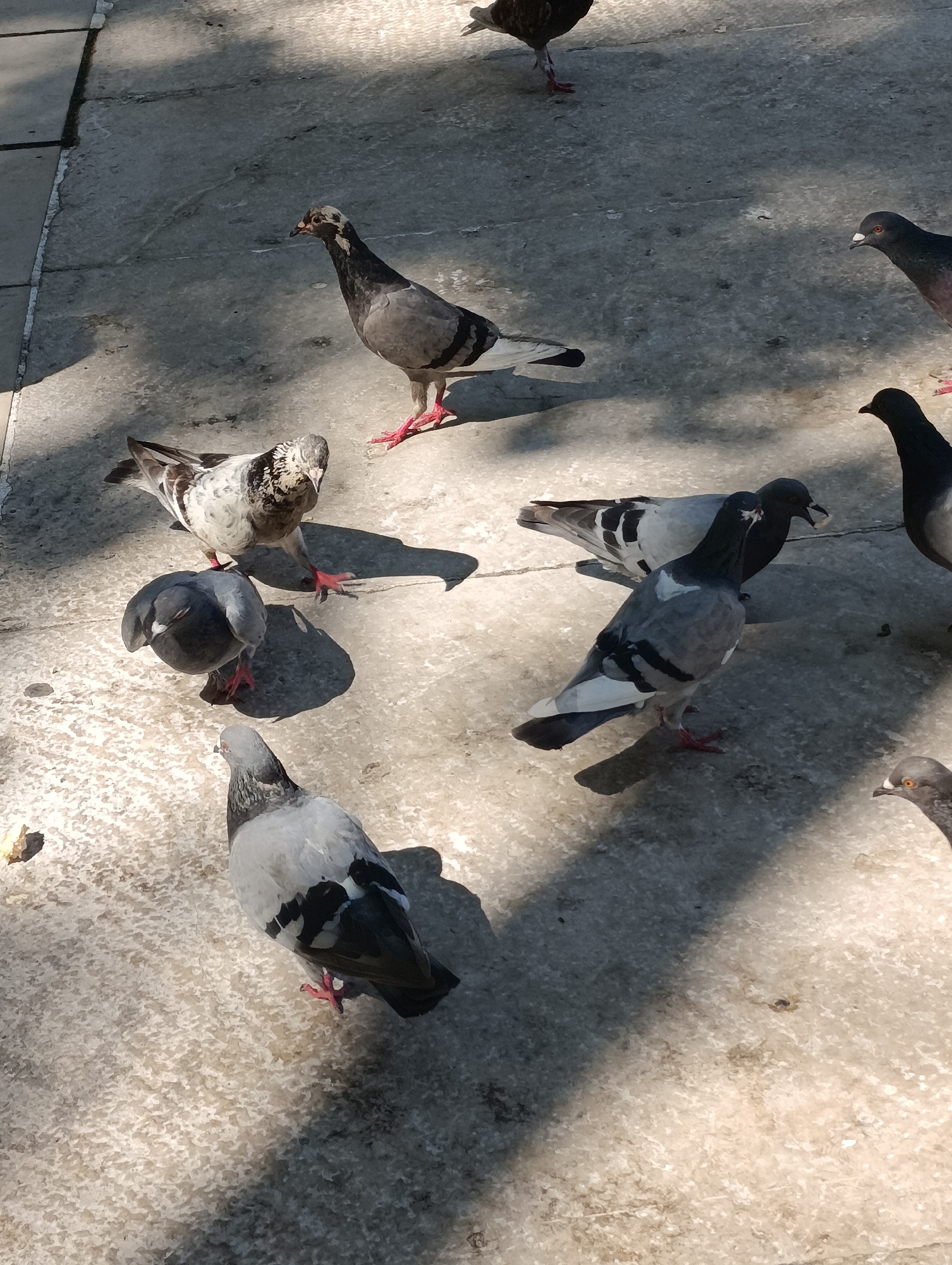 In Setúbal, Portugal, a group of pigeons are gathered on a concrete surface bathed in sunlight and shadows. The pigeons, varying in shades of gray, white, and black, peck at the ground. One pigeon in the foreground stands with its head tilted, revealing speckled markings on its neck. Another pigeon, with white and black plumage, is positioned slightly behind and to its left, also engaged in pecking. To the right, another pigeon with dark grey feathers and a lighter chest is captured mid-peck. Further back, a predominantly grey pigeon with black wing markings stands facing left. The concrete ground exhibits a rough texture and is partially covered by dappled shadows cast by unseen objects.