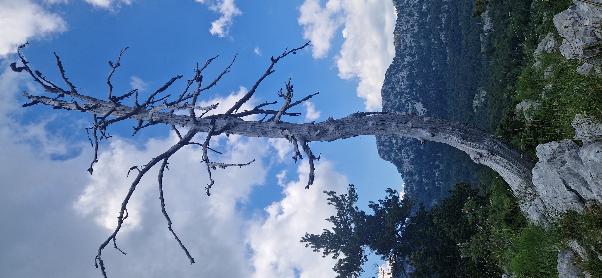 A dead, gray, gnarled tree stands prominently in the foreground, its branches reaching upwards against a bright blue sky dotted with white clouds. The tree has a thick, twisted trunk and appears weathered and aged. In the middle ground, to the left of the dead tree, is a dark green, living pine tree. Beyond that, a mountainous landscape unfolds, covered in a dense forest of dark green trees. The terrain is rugged and rocky, with visible slopes. The ground in the immediate foreground is covered in rocks and green grass. The scene is set in the mountainous terrain of Kruševice, Montenegro, under a partly cloudy sky. There are no people or animals visible in the image.