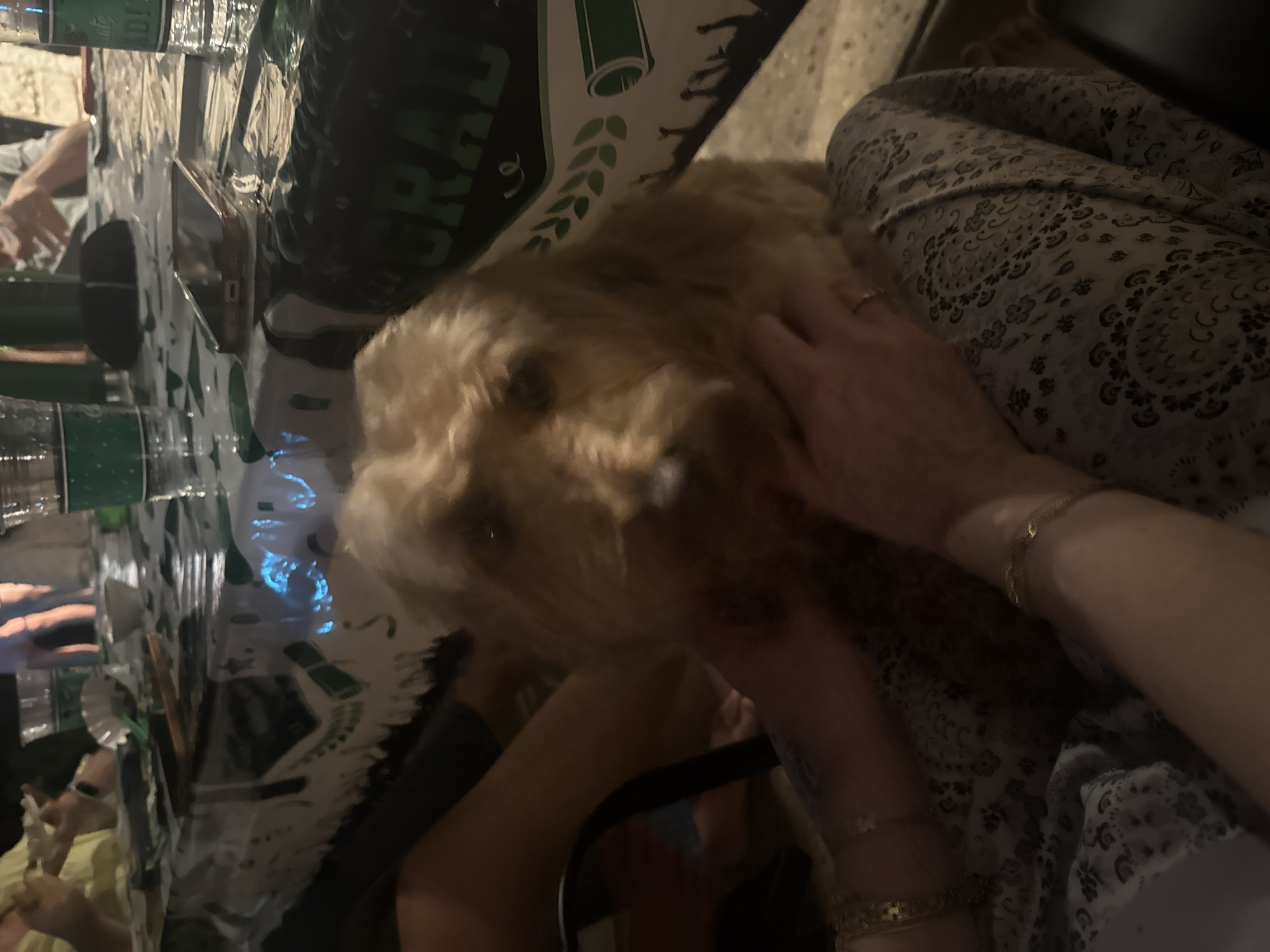 The image shows a close-up of a person petting a golden-haired dog. The person is wearing printed pants, and has multiple gold bracelets on their wrists. The dog is positioned near a table. The table has a plastic table cloth with a "Grad" inscription and images of graduation caps. There are also water bottles and other objects on the table. The location is likely in the city of Southlake, United States of America, but this cannot be definitively verified from the visual elements.