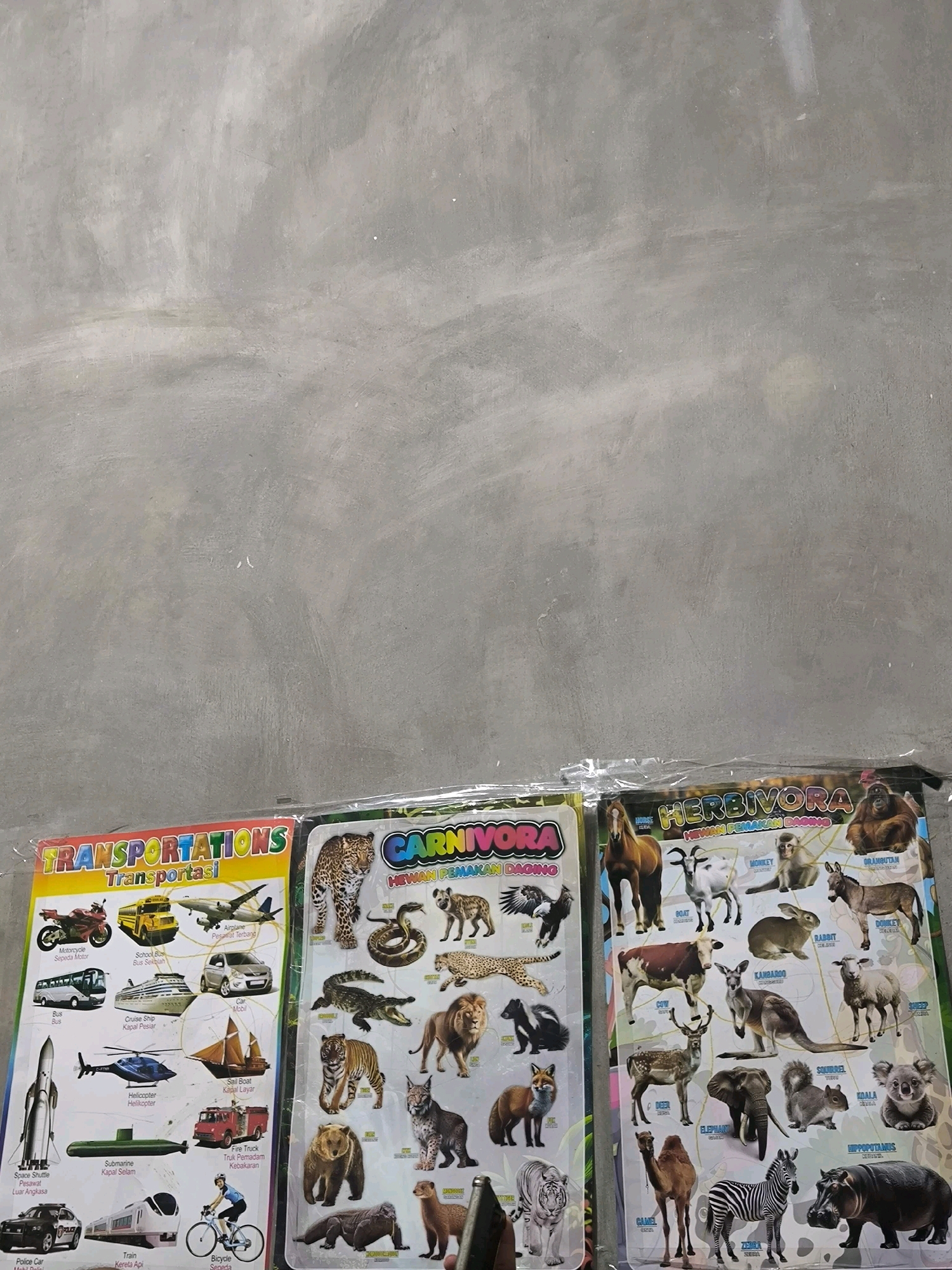 The image shows three educational posters hanging on a concrete wall. The posters are titled "TRANSPORTATIONS", "CARNIVORA", and "HERBIVORA". The "TRANSPORTATIONS" poster displays various modes of transport, including a motorcycle, school bus, car, airplane, bus, cruise ship, helicopter, sailboat, space shuttle, submarine, fire truck, police car, train, and bicycle. The "CARNIVORA" poster features carnivores such as a leopard, snake, hyena, alligator, lion, tiger, lynx, bear, badger, fox, and a white tiger. The "HERBIVORA" poster showcases herbivores including a horse, goat, monkey, orangutan, donkey, cow, rabbit, kangaroo, sheep, deer, elephant, squirrel, camel, zebra, koala, and hippopotamus. The posters appear to be laminated and are displayed in close proximity to each other. The concrete wall behind the posters has a rough texture with some areas of lighter and darker shades, indicating a weathered or unpainted surface. No people are visible in the image. The scene is an indoor setting, likely a room or a hallway, given the plain concrete wall and the way the posters are displayed. The lighting is even, suggesting it might be artificial light. There is no visual information to place this scene specifically in Tabanan, Indonesia, other than what is provided in the prompt.