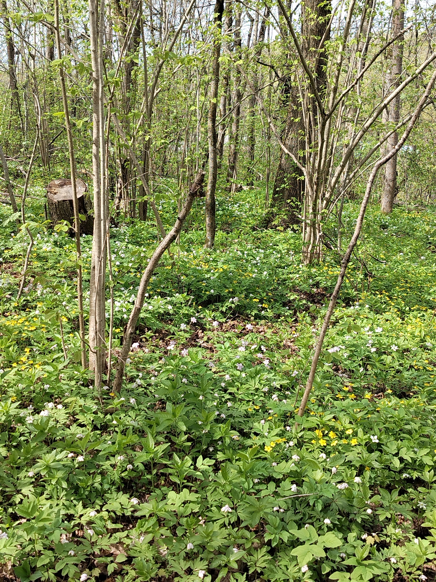 The image shows a forest floor in Krasnoye Selo, Russia, covered in lush green vegetation and wildflowers. The scene is dappled with sunlight filtering through the trees. Several thin trees and saplings grow among the dense ground cover, which includes broad-leafed plants and small white and yellow flowers. A tree stump is visible on the left side. There are no people, animals, or signs of human activity other than the cut tree.