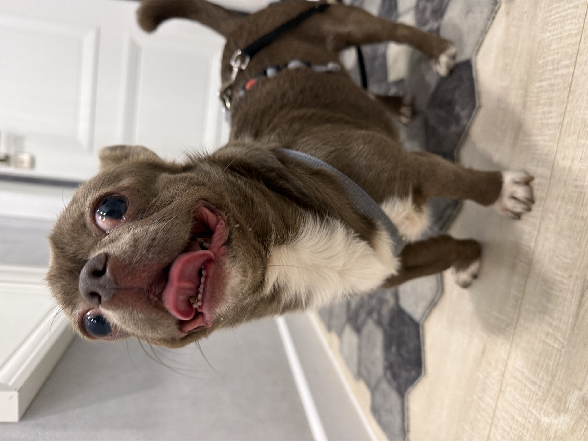 A small, brownish-grey dog with a white chest is playfully captured in a close-up, indoors in Votkinsk, Russia. The dog's head is tilted sharply, looking upwards directly at the camera with wide, dark eyes that reflect light. Its mouth is open wide, with its pink tongue extended and small, sharp teeth visible. The dog appears to be wearing a dark-colored harness with silver clasps visible on its back.
The setting is an indoor space with a floor that features a transition from light wood-look laminate on the right to a geometric pattern of grey and white hexagonal tiles on the left. In the background, a white paneled door is partially visible. The overall impression is one of a whimsical and energetic moment with the dog, likely engaging in play or expressing excitement. There is no visible text.