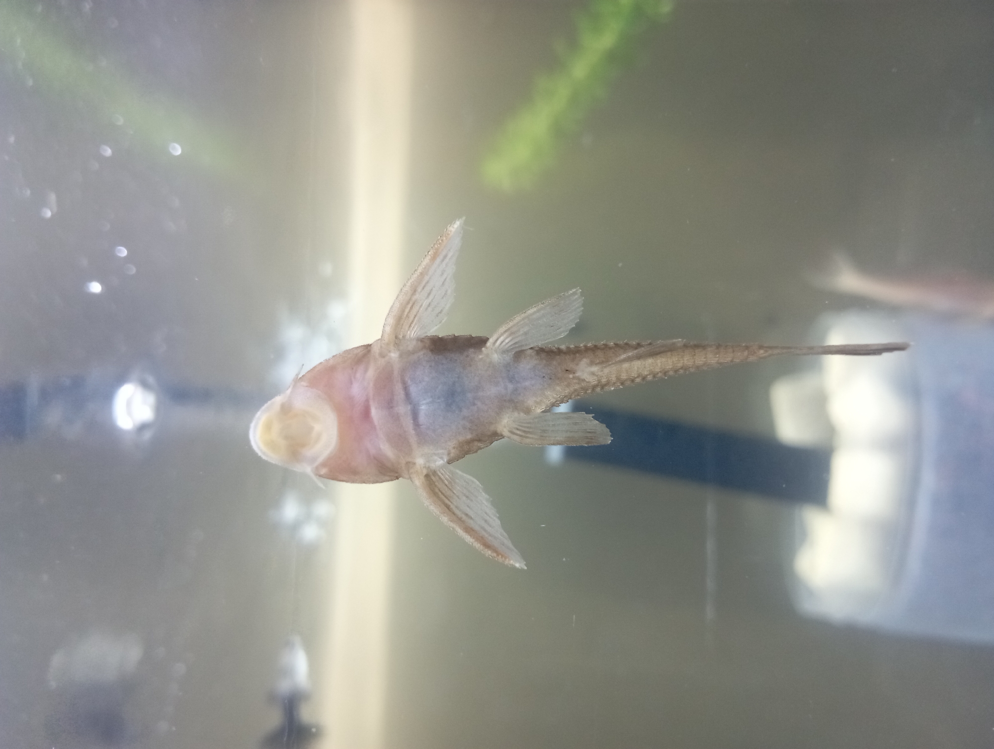 A fish, viewed from below, is the central subject in this image. The fish appears to be a plecostomus, a type of armored catfish known for its sucker mouth. It is positioned vertically in the frame, with its head facing upwards and its tail extending downwards. The fish's underside is visible, revealing pale pinkish and grayish-blue coloration. Its pectoral fins are extended outwards, and its pelvic fins are positioned lower on its body. The tail is elongated and tapers to a point.
The fish is suspended in water, as indicated by the aquatic environment. The water appears slightly murky, with a muted yellow and gray hue. Bubbles and particulates are visible throughout the water, suggesting a living aquarium environment. In the background, a blurry green aquatic plant is visible on the right side of the frame. A dark vertical object, possibly a filter tube or decoration, is present in the lower center. At the bottom left, a blurry white and purple object, likely part of an aquarium filter or container, is partially visible. The overall lighting suggests an indoor setting, possibly an aquarium room.
This image is unrelated to Maos Kidul, Indonesia, or any specific city. It is a close-up photograph of an aquarium inhabitant.