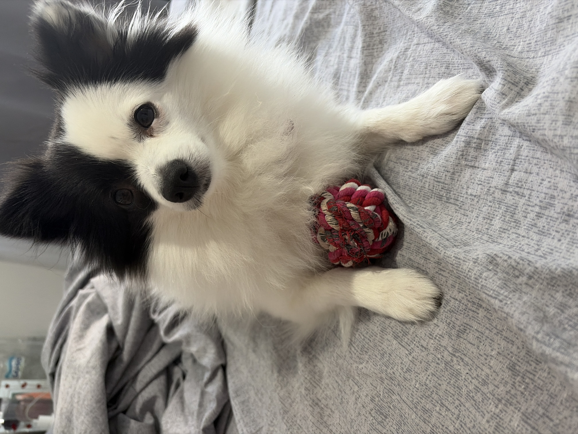 A small, fluffy, black and white dog with large, expressive eyes lies on a grey, rumpled bed. The dog is positioned facing forward, with its front paws slightly extended. A red and white rope toy is placed in front of the dog's chest. The background is out of focus and appears to be a cluttered bedside table with various items, including bottles and what might be medication. The setting is indoors. This image is not relevant to the city of Stara Zagora, Bulgaria.