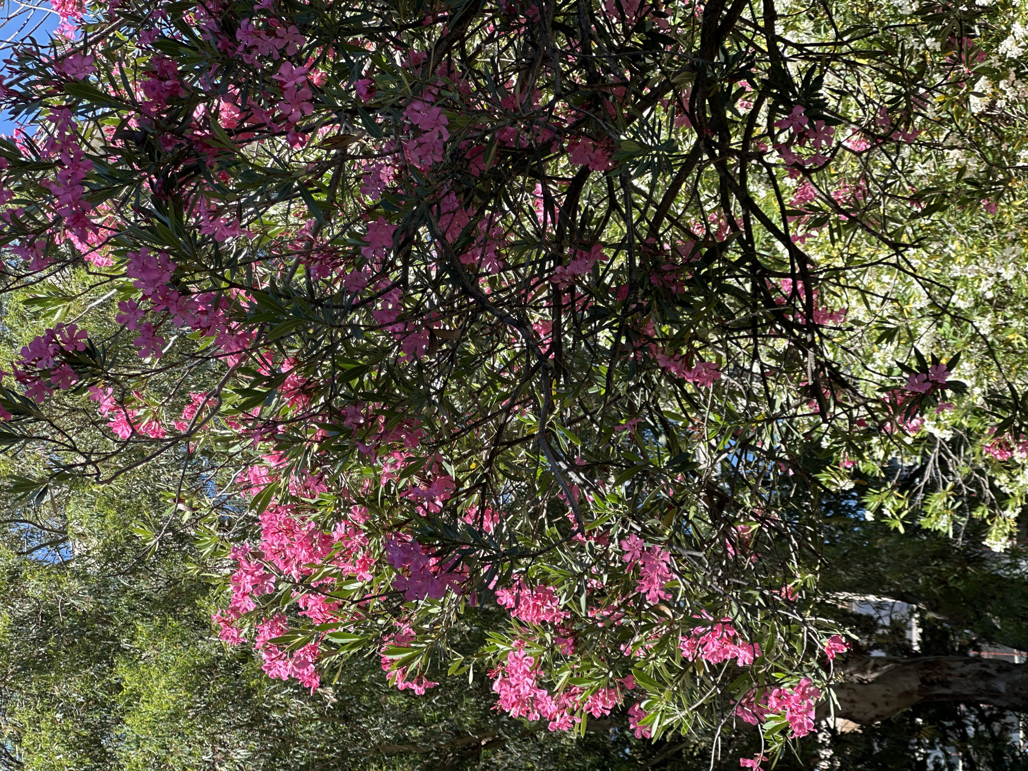 The image displays a vibrant close-up of a flowering plant, likely an Oleander, viewed from beneath its canopy. The primary subjects are the plant's abundant pink flowers and dark green leaves. Clusters of bright pink blossoms, each typically showing five petals, are distributed throughout the frame. These are interspersed with numerous narrow, elongated, dark green leaves, many appearing glossy in the sunlight.
A dense network of dark, gnarled branches forms an intricate, crisscrossing pattern, creating a thick overhead covering. Through gaps in the foliage, patches of clear blue sky are visible, indicating an outdoor setting on a bright, sunny day. The strong sunlight creates clear highlights on the leaves and petals. In the background, other green foliage, varying in shade, can be seen, contributing to a lush natural environment.
There are no people, man-made objects, or discernible activities taking place. The scene suggests a warm, pleasant weather condition, typical of a Mediterranean climate like Budva, Montenegro. No text is visible in the image.