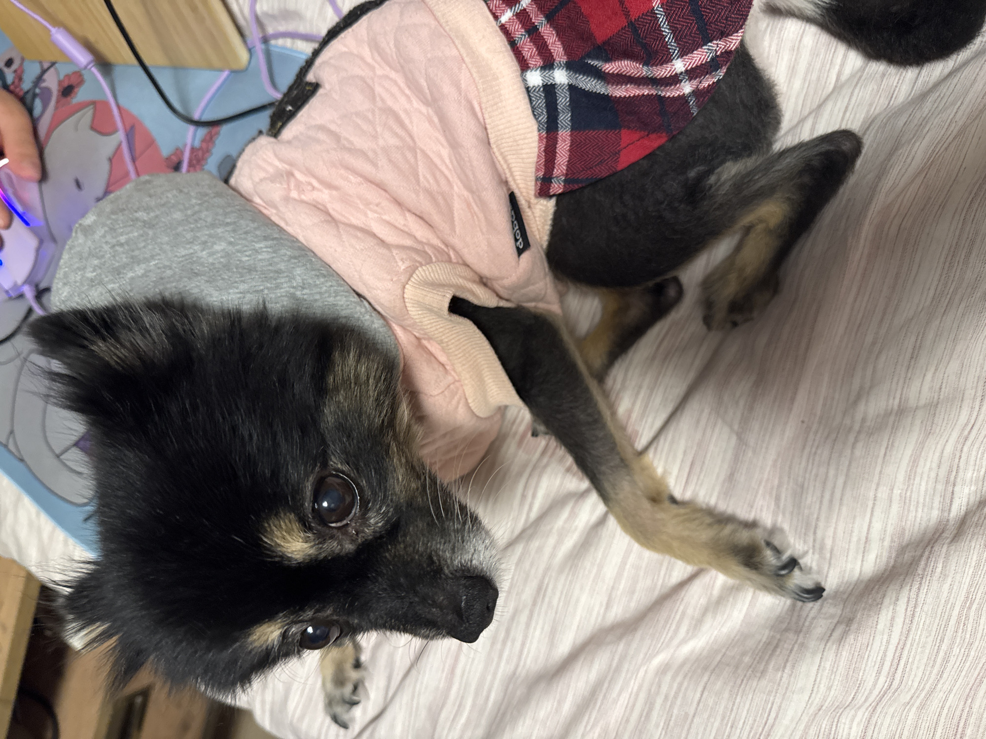 A small black and tan dog with floppy ears, wearing a pink quilted jacket and a red plaid skirt, is lying on a bed with pink and white striped bedding. The dog's front left paw is visible in the lower left corner of the image. In the background, a human hand is visible interacting with a glowing purple computer mouse, and a blue and pink mat with a cat design is also present. The scene appears to be indoors, likely a bedroom. The location is specified as Gölbaşı, Turkey.