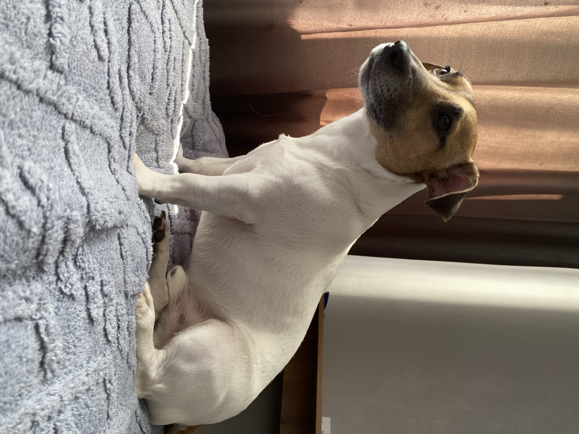 A light-colored dog, likely a Jack Russell Terrier or similar breed, is captured in a close-up, portrait-oriented shot. The dog is primarily white with prominent tan and dark brown markings on its head and ears, and dark eyes. Its head is tilted upwards and slightly to the left, with an alert and curious expression, as if looking at something above or to the side.
The dog is positioned on a soft, textured, light blue or grey blanket or pet bed, which takes up the left side of the frame and continues into the foreground. Its front paws are visible on this material, and part of its hindquarters is also resting on it.
In the background, to the right of the dog, there is a warm brown, horizontally grooved surface, possibly a wooden wall or piece of furniture, illuminated by bright, directional sunlight. This light creates stark highlights on the dog's fur and the textured blanket, suggesting a clear, sunny day, likely morning or late afternoon, with light streaming from the left. Below this wooden surface, a lighter, possibly white or light grey, surface is visible, also affected by the directional lighting.
The scene appears to be an indoor setting, likely a comfortable home environment. The dog's posture and gaze convey attentiveness and engagement. There is no visible text in the image. The location context is Noviy, Russia.