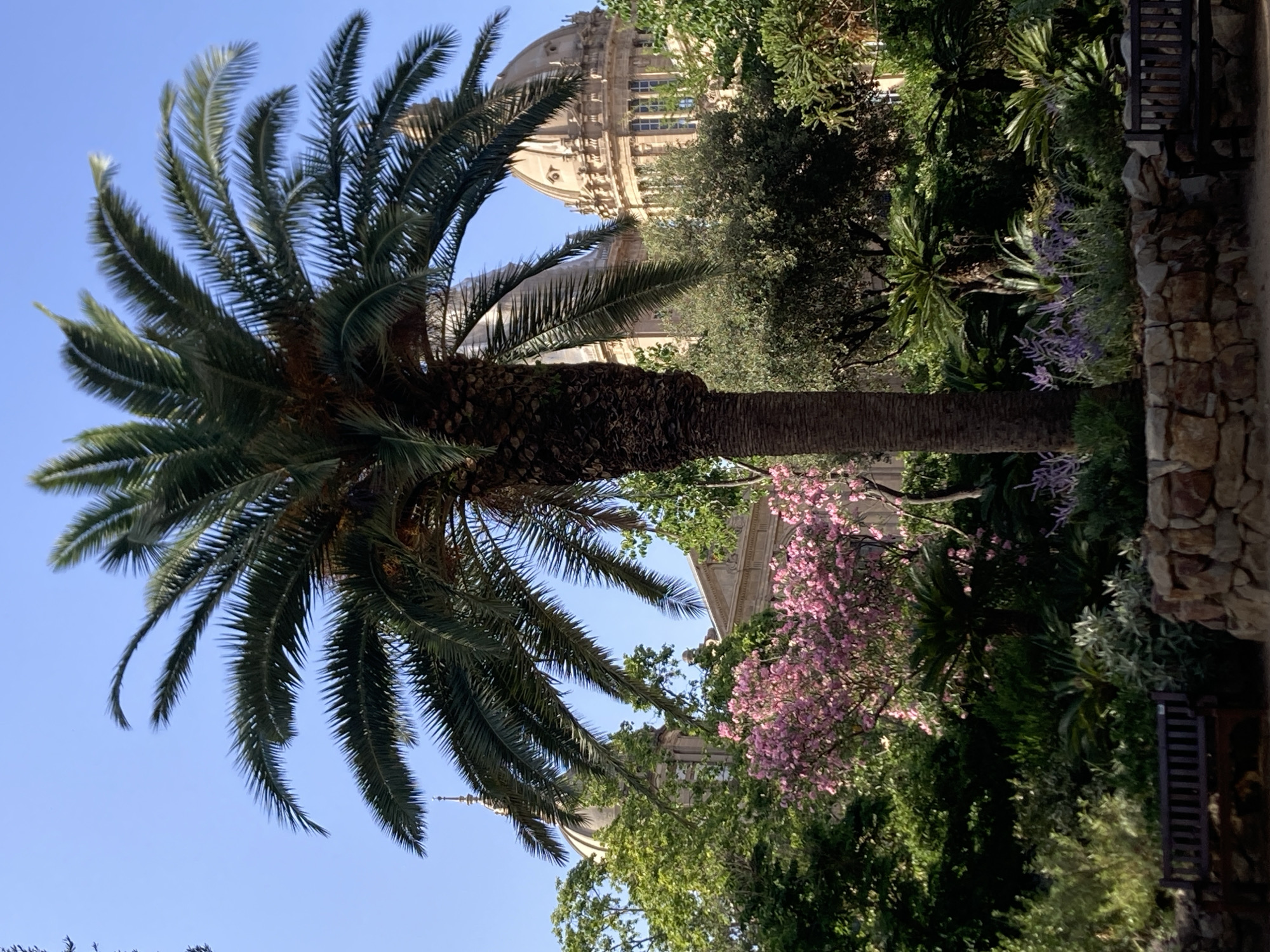 The image captures a sunny day in Barcelona, Spain, likely at the Palau Nacional on Montjuïc. In the foreground, a tall palm tree stands prominently, its fronds spread against a clear blue sky. Behind the palm tree, a lush garden unfolds with a variety of greenery, including bushes and flowering plants, some with delicate pink blossoms. Two dark wooden park benches are visible, one on the left and another on the right side of the frame, suggesting a place for relaxation and enjoyment of the scenery. Beyond the garden, the grand architecture of the Palau Nacional is partially visible, featuring its iconic domes and classical facade. The scene is serene and picturesque, embodying the beauty of Barcelona's natural and architectural heritage.