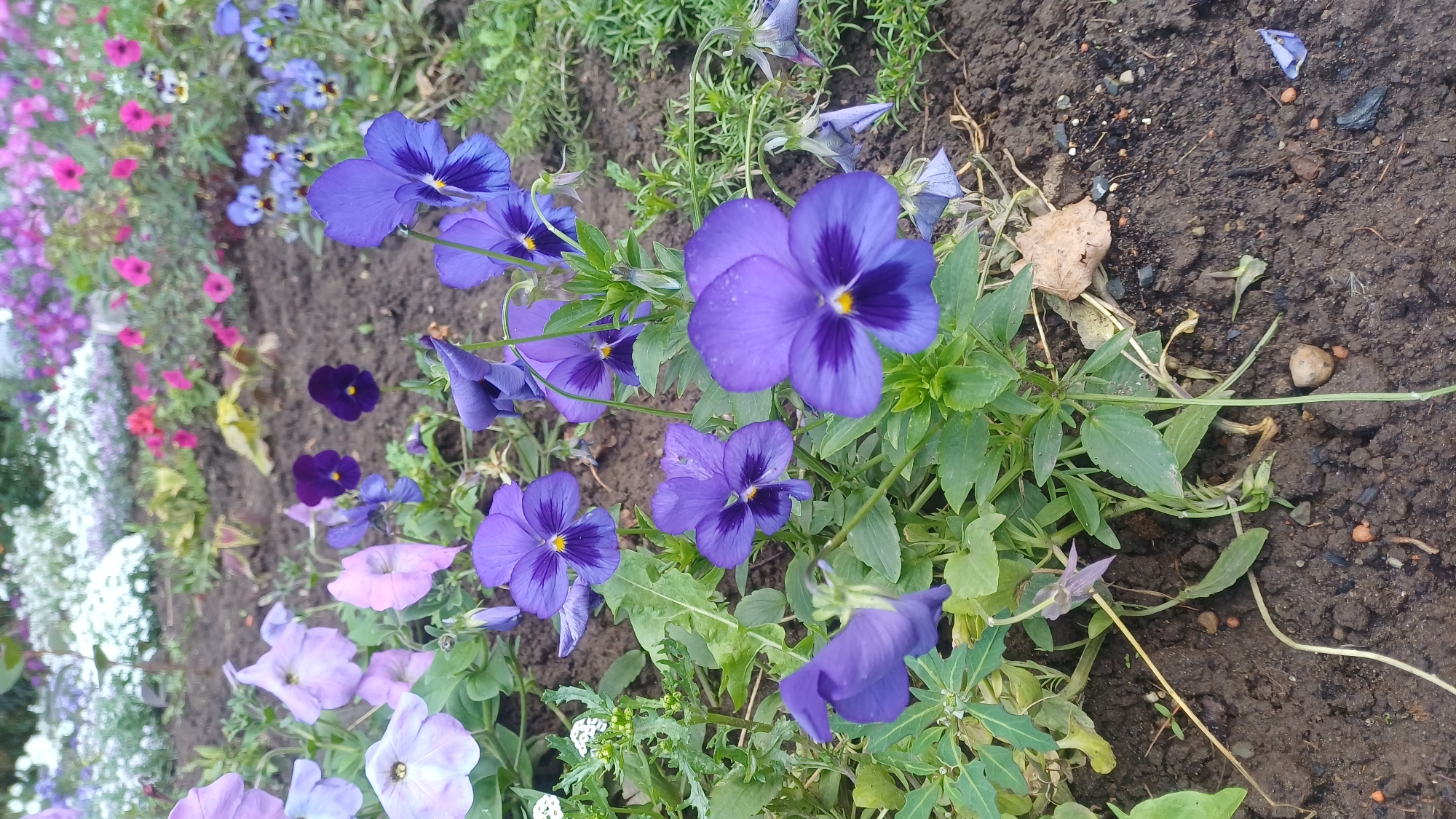 The image is a close-up, eye-level shot of a flower bed featuring numerous purple and lavender pansies in bloom. The flowers are densely planted, with some in sharp focus in the foreground and others blurred in the background. The soil is dark and appears damp, with some scattered pebbles and dried leaves. Green foliage from the pansies and other plants forms a backdrop. The overall impression is of a well-maintained garden. The image does not provide any specific landmarks or context that would allow for localization to Izhevsk, Russia. There are no people or actions depicted.