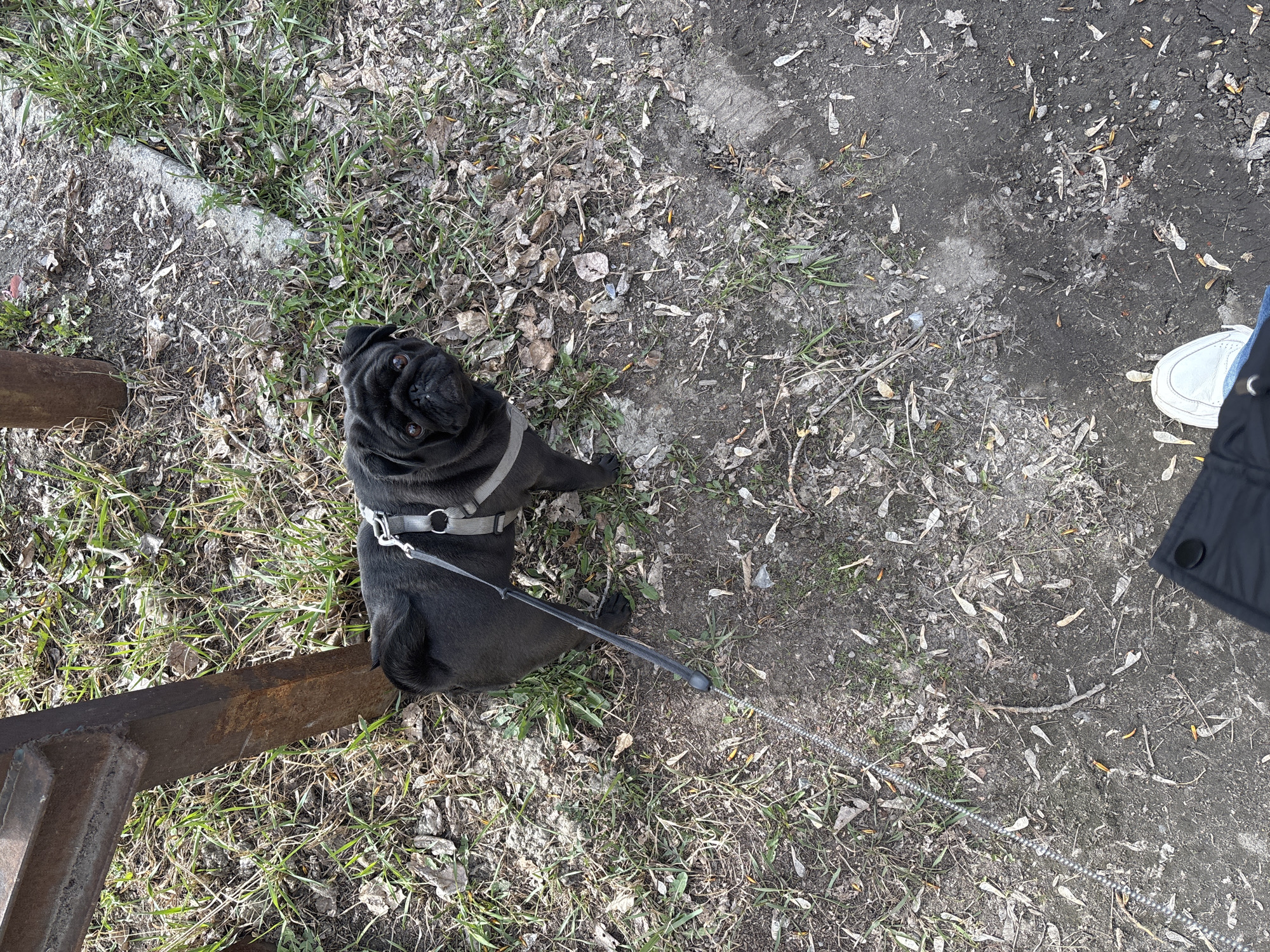 Captured in Shadrinsk, Russia, the image provides an overhead view of a black pug dog sitting outdoors. The pug is the central subject, wearing a grey harness with a leash extending from it. It is looking directly upwards at the camera with an attentive, somewhat curious expression, its characteristic wrinkled face and dark eyes prominent.
The ground beneath the dog is an uneven mix of sparse green grass, dry brown leaves, and bare dirt patches, suggesting an early spring or late autumn setting. To the left, a large, rusty, dark metal beam or structure is partially visible. On the far right, the lower leg and foot of a person can be seen, clad in a white sneaker and dark pants, indicating the presence of the dog's owner nearby.
The scene is brightly lit by natural light, suggesting it is daytime. The dog appears to be paused during a walk or outing, calmly observing the person taking the photograph. The overall setting is an unpaved outdoor area, possibly a park or an informal green space. There is no visible text in the image.
