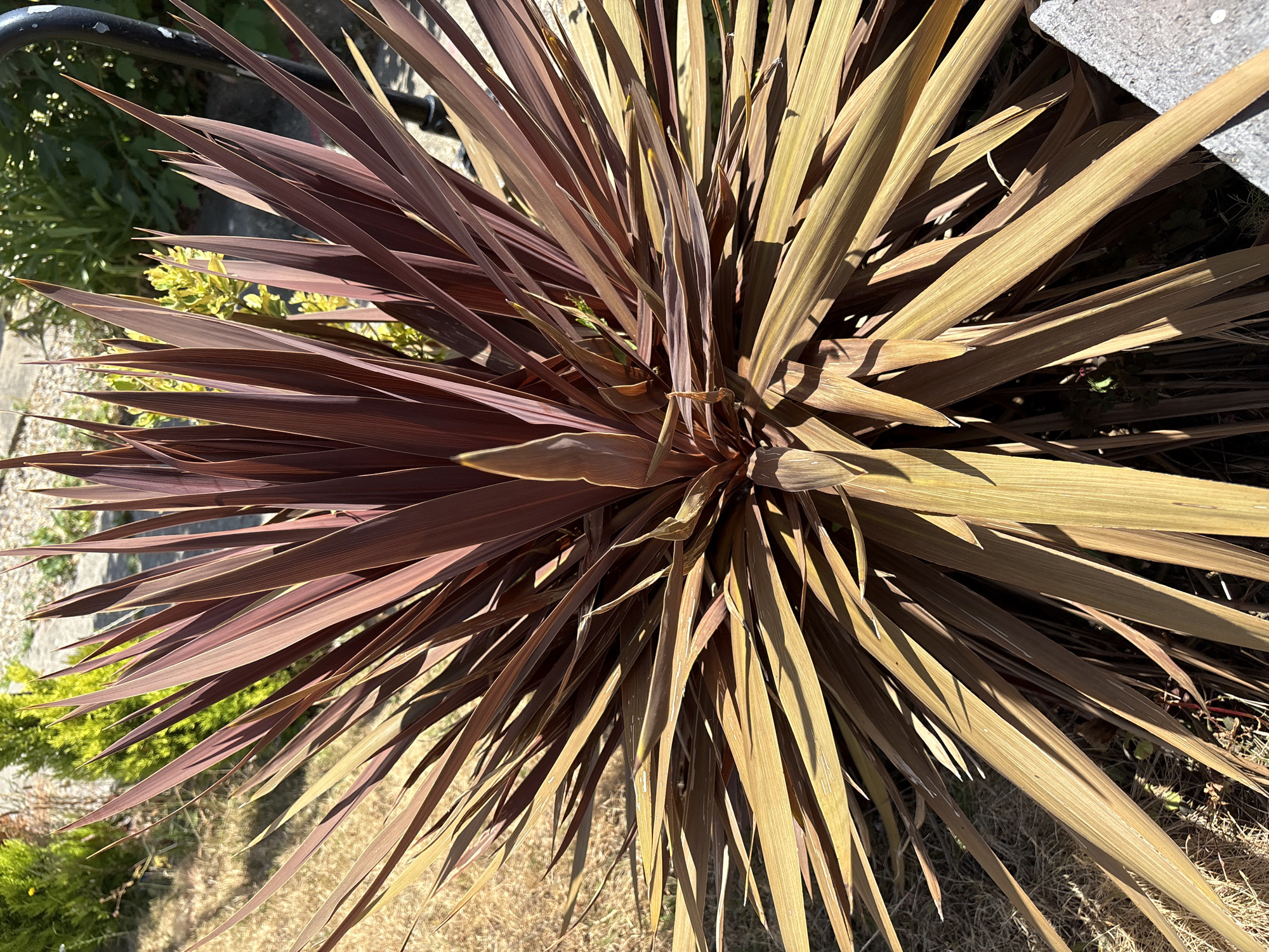 An overhead, close-up shot captures a New Zealand flax plant (Phormium tenax) growing outdoors. The plant's long, sword-like leaves are a mix of deep burgundy and golden-brown, radiating outwards from the center. The leaves are sharp and pointed, with a glossy texture that catches the sunlight. In the background, dry, brown grass and a blurred green bush are visible. The image is taken in sunlight, creating strong shadows and highlights on the plant's foliage. The scene appears to be a garden in Chelmsford, United Kingdom.