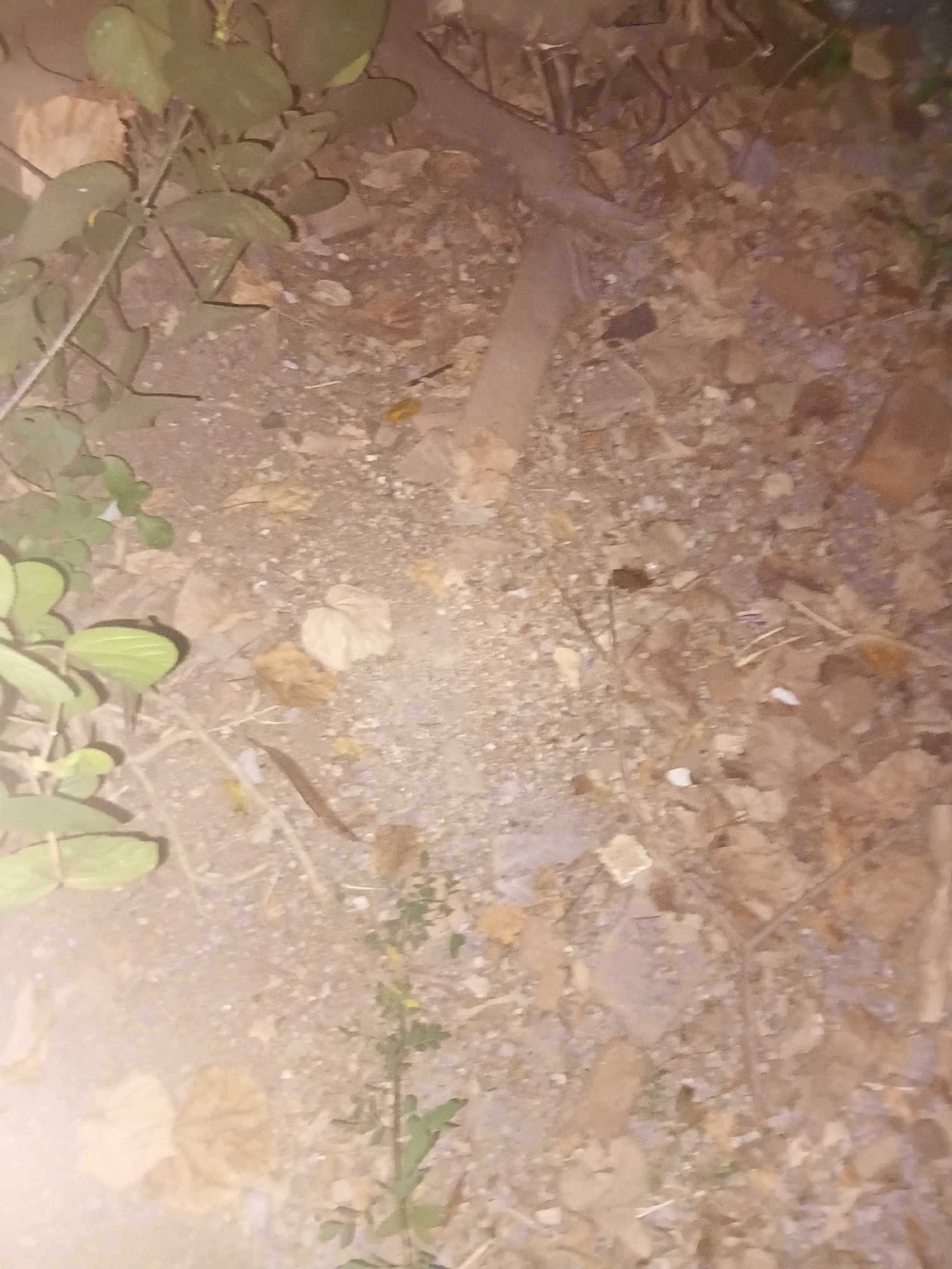 The image depicts a ground-level view of a patch of earth with scattered debris, predominantly leaves and small rocks. Green foliage from a plant is visible on the left side of the frame, with some dried leaves interspersed across the surface. A thin, root-like object runs diagonally from the top center towards the right. The scene appears to be outdoors, likely in an uncultivated area, with no specific identifiable landmarks to suggest its location within the city of Cikal, Indonesia. The lighting is dim, and the focus is soft, suggesting it may have been taken at night or in low-light conditions.